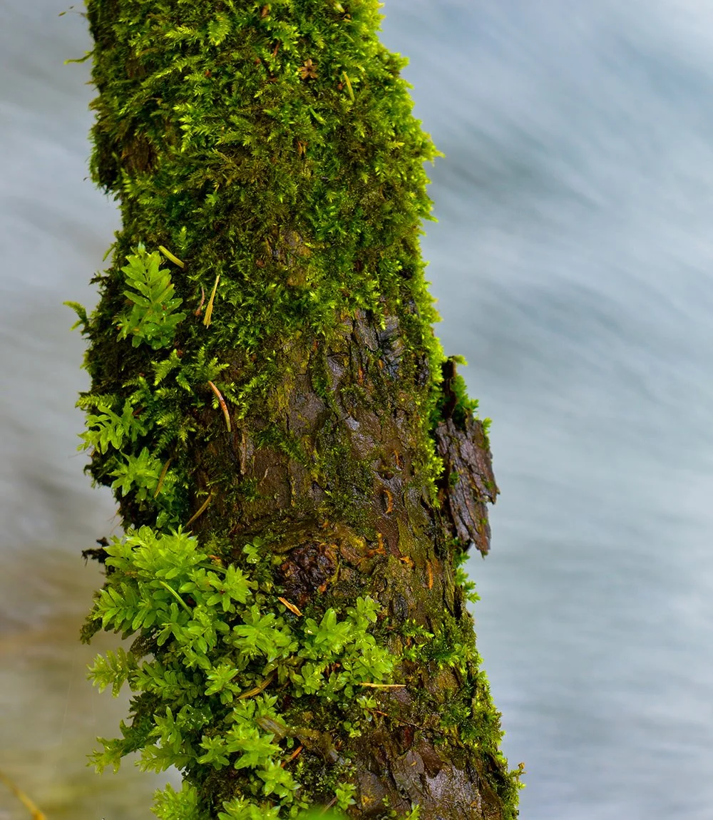 Bergflüsse, Wasserfälle und Shinrin Yoku – warum sie mehr sind als nur Kulisse