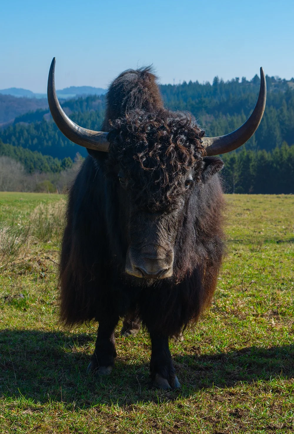 Yaks in der Eifel – Besuch bei der Herde der Familie Schmitz
