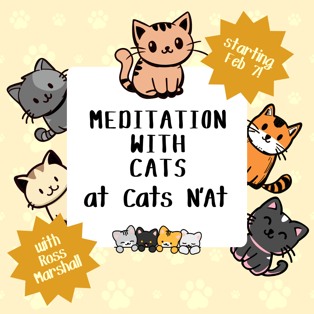 Meditation with Cats at Cats N'At