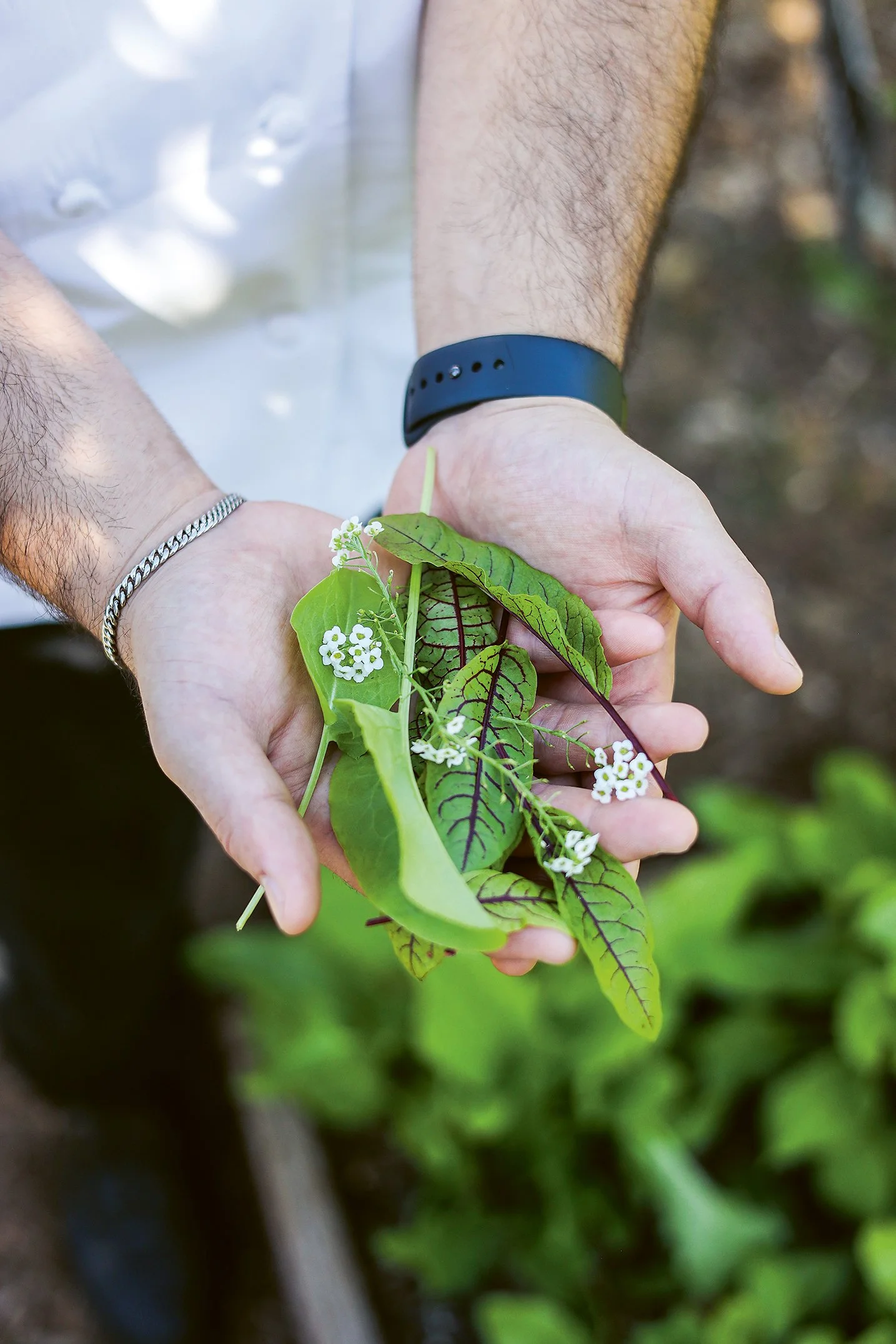 Avant - Chef holding mint.jpg