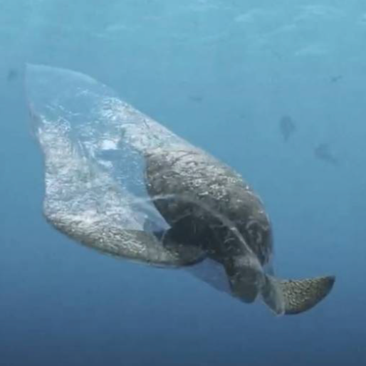 See How America’s Largest Packaging Producer Is Ditching Plastic