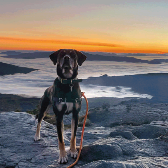 National Dog Day Email Copy