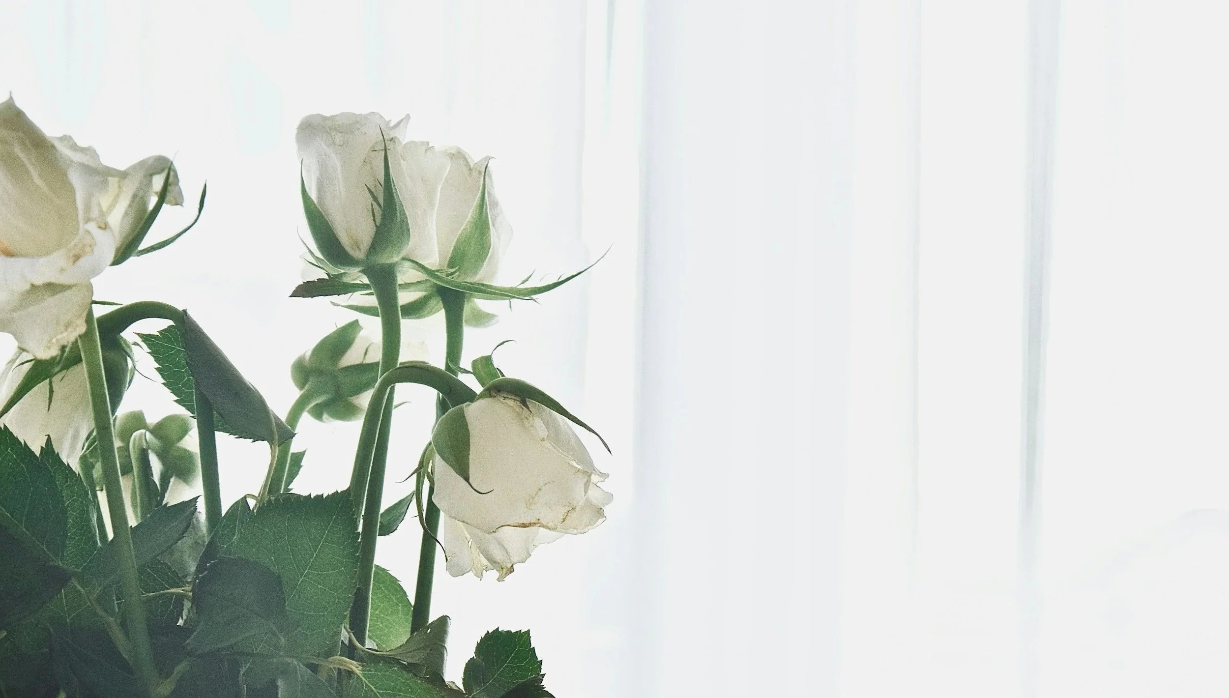 Close-up of white roses with green leaves against a light background.