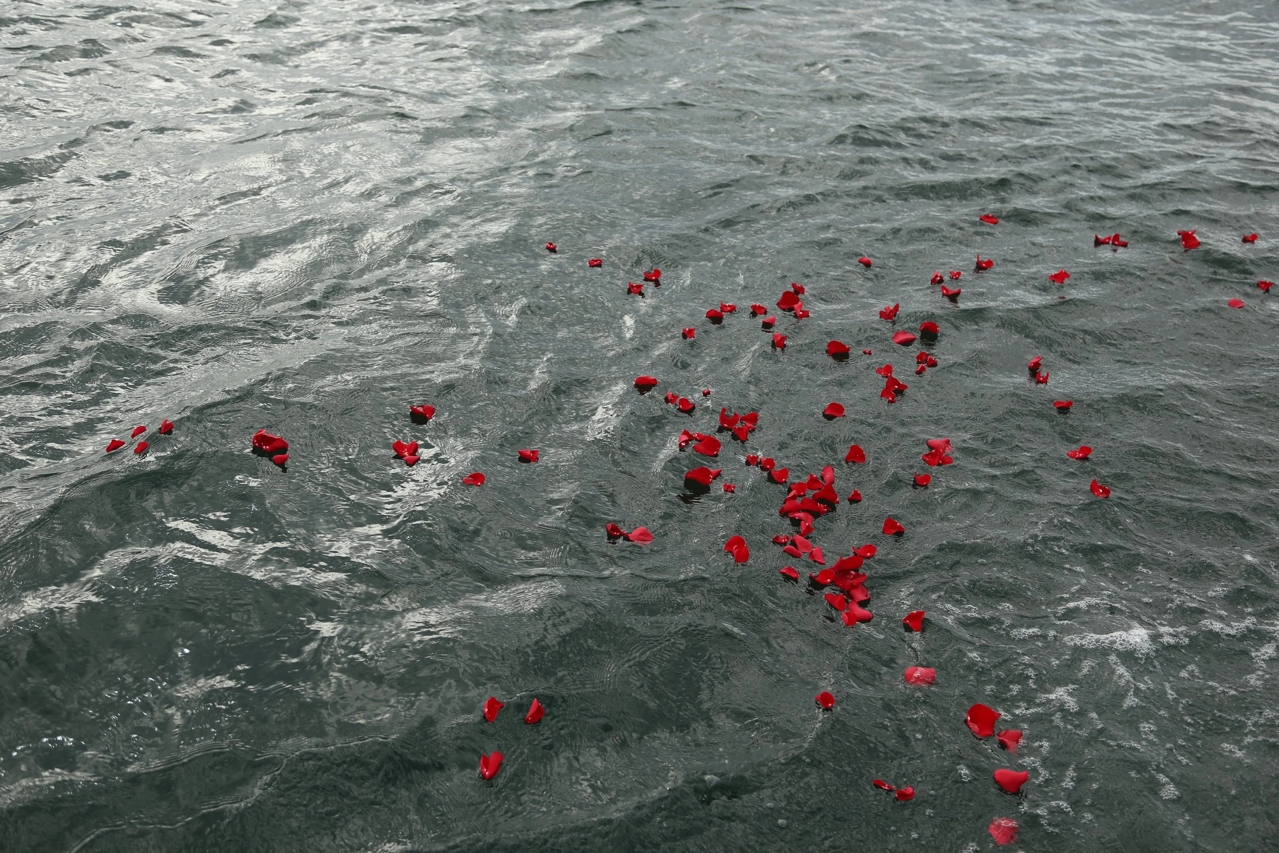 A body of water with red rose petals floating on its surface.