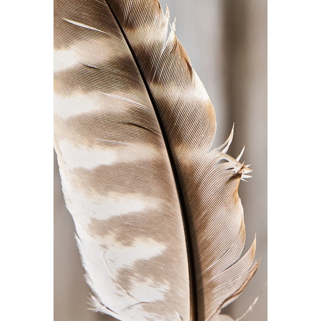 Light as a Feather 2