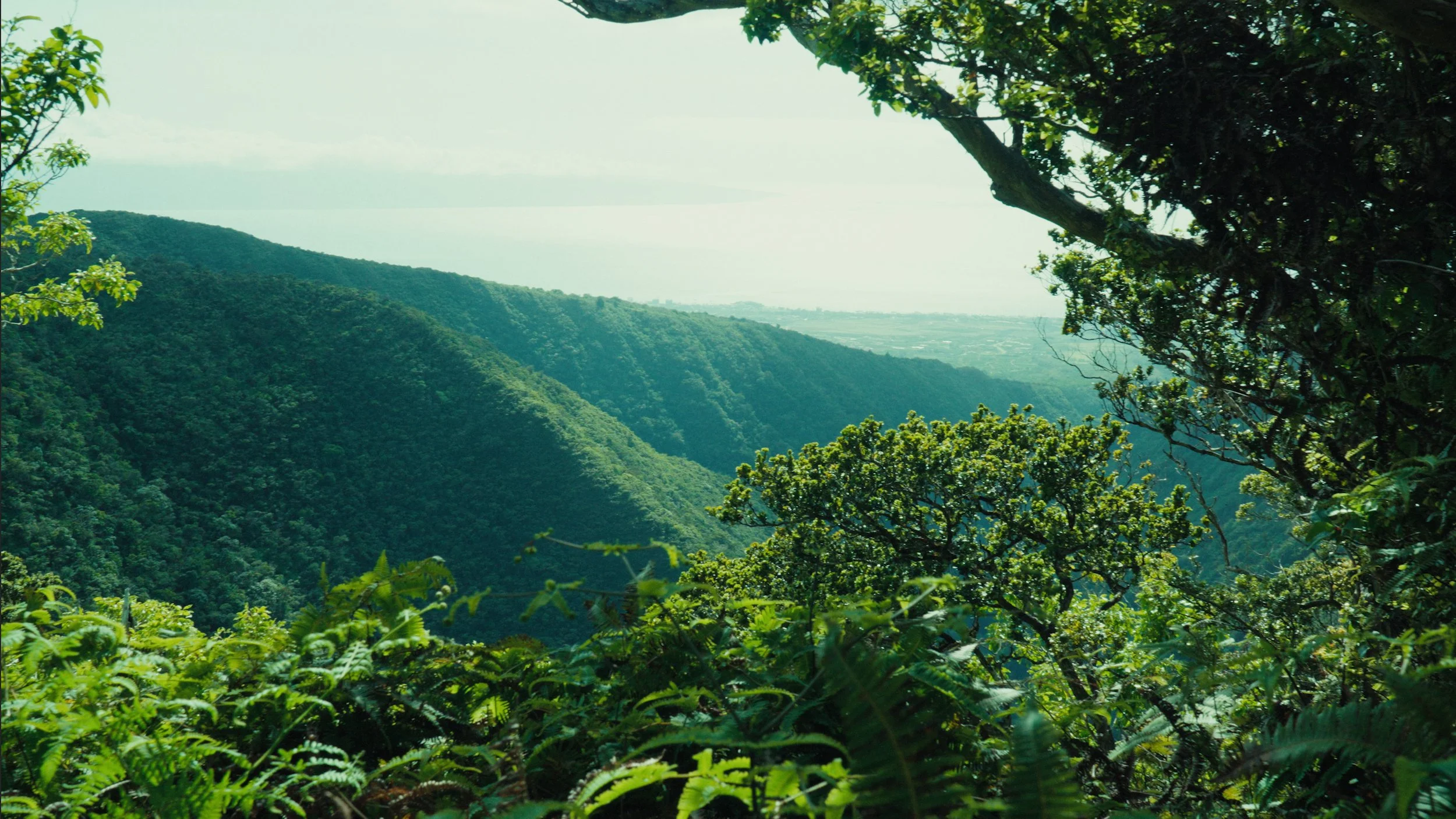 Pu U Raski ABOUT | Support Maui Conservation Today — ALOHA PU‘U KUKUI