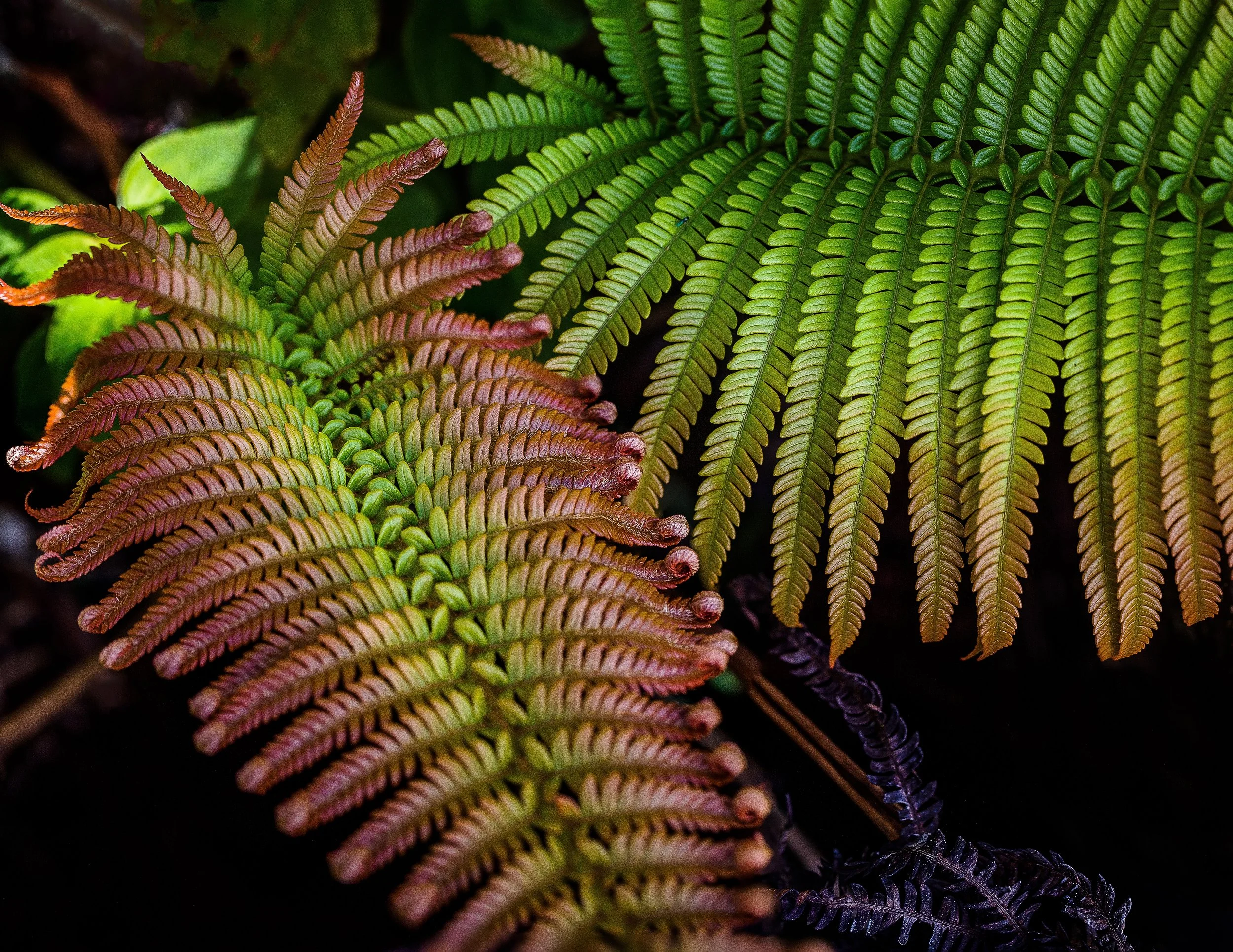 07 Jul 19-03-22 DC Amau 300dpi-1.jpeg