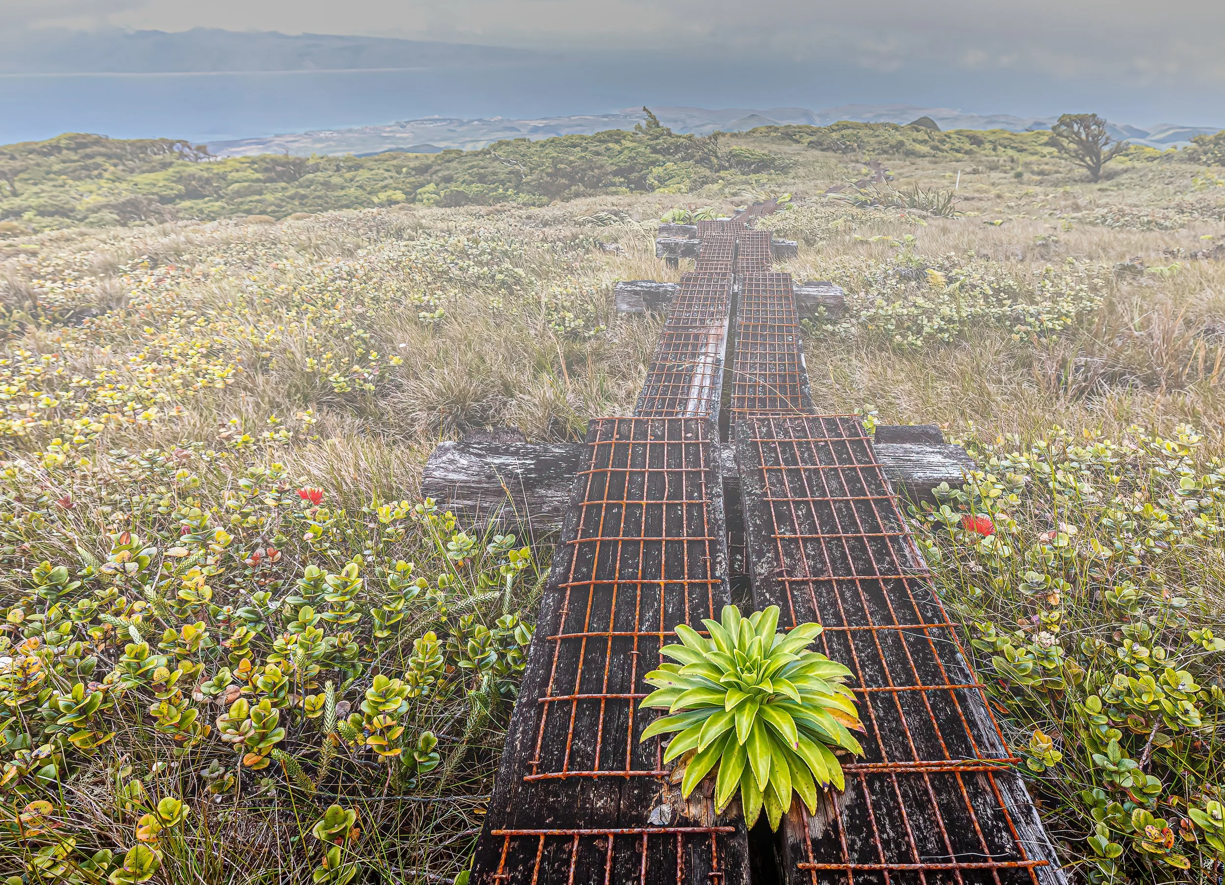 05 HC Pue on Boardwalk.jpeg