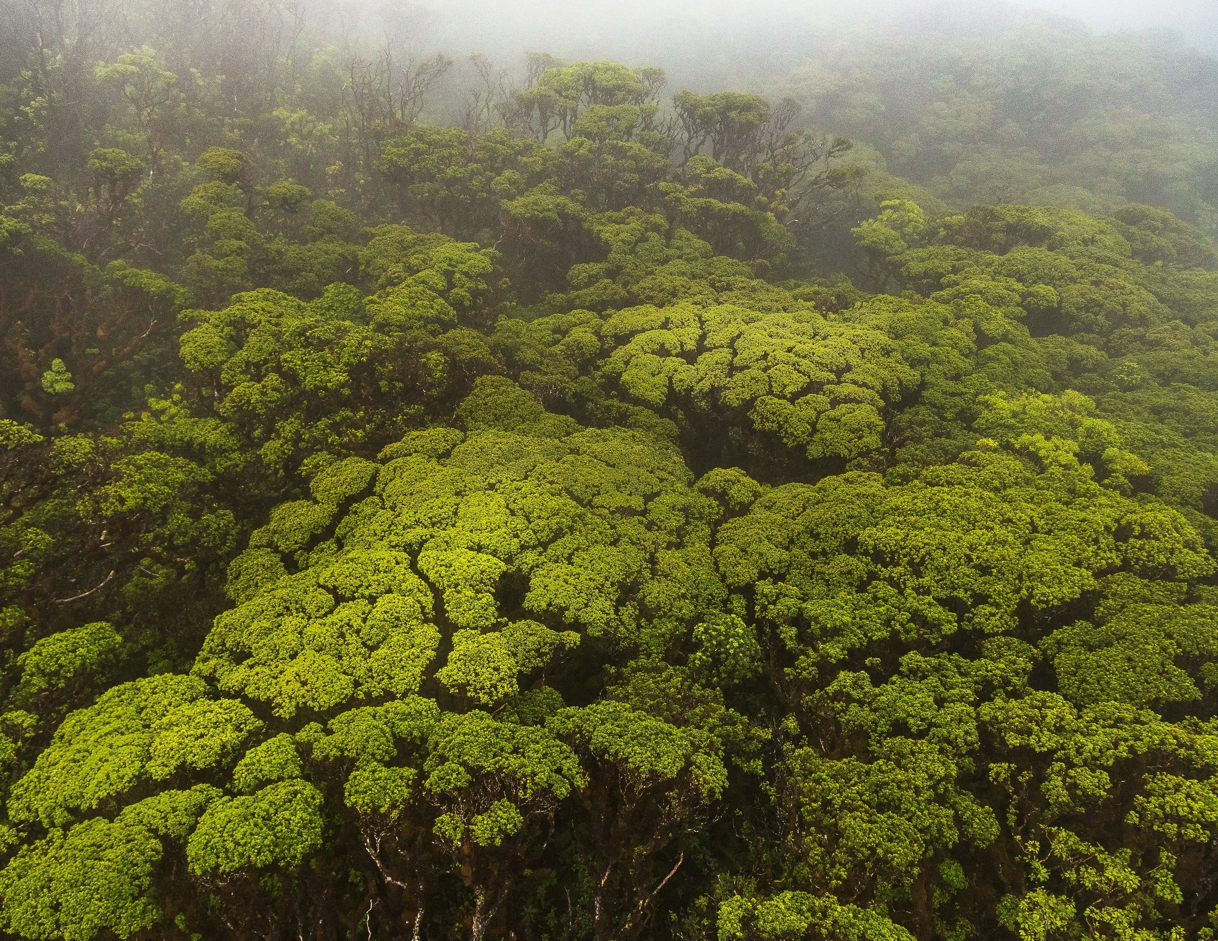Aerial view of a lush green rainforest with trees shrouded in fog or mist.