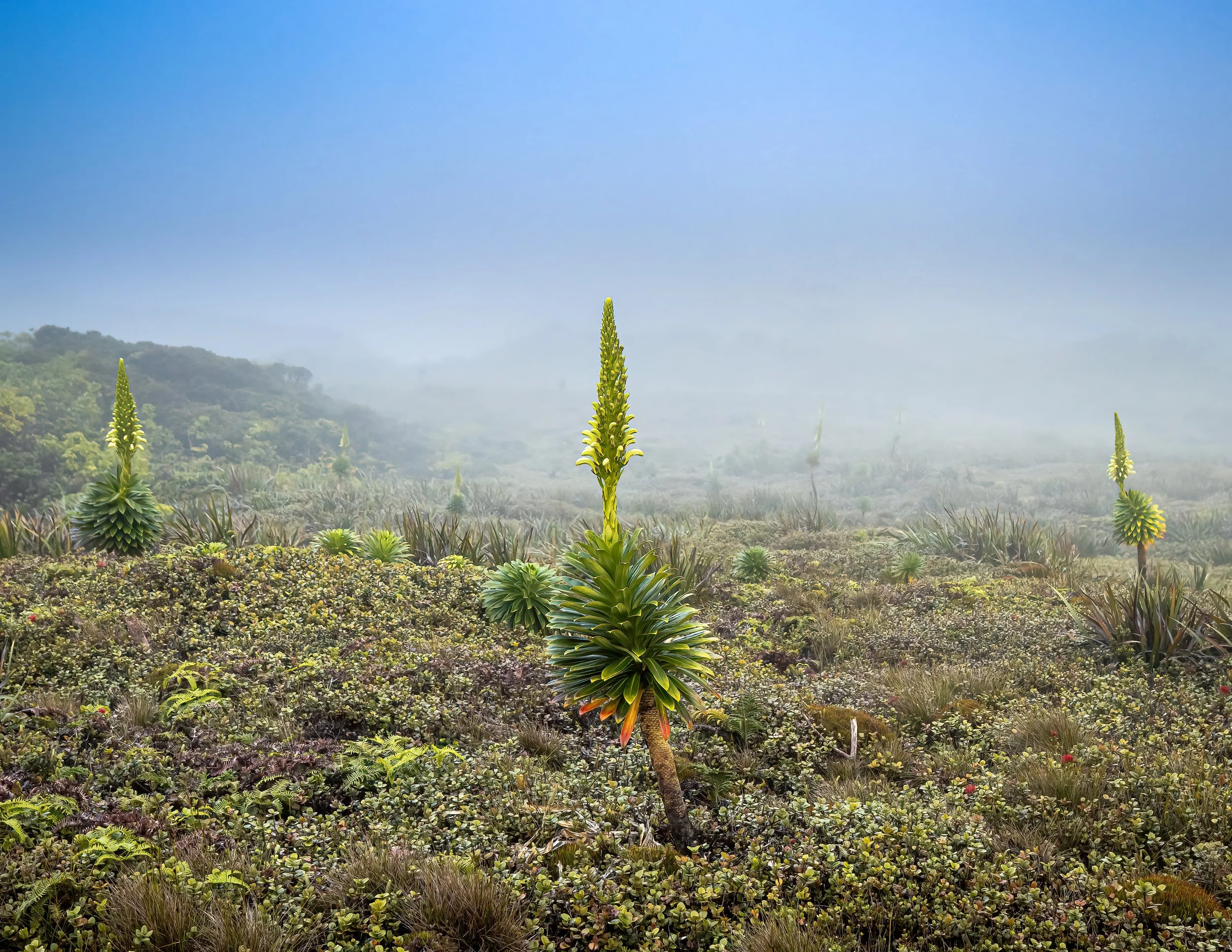 00 Front Cover - Pue-.jpeg