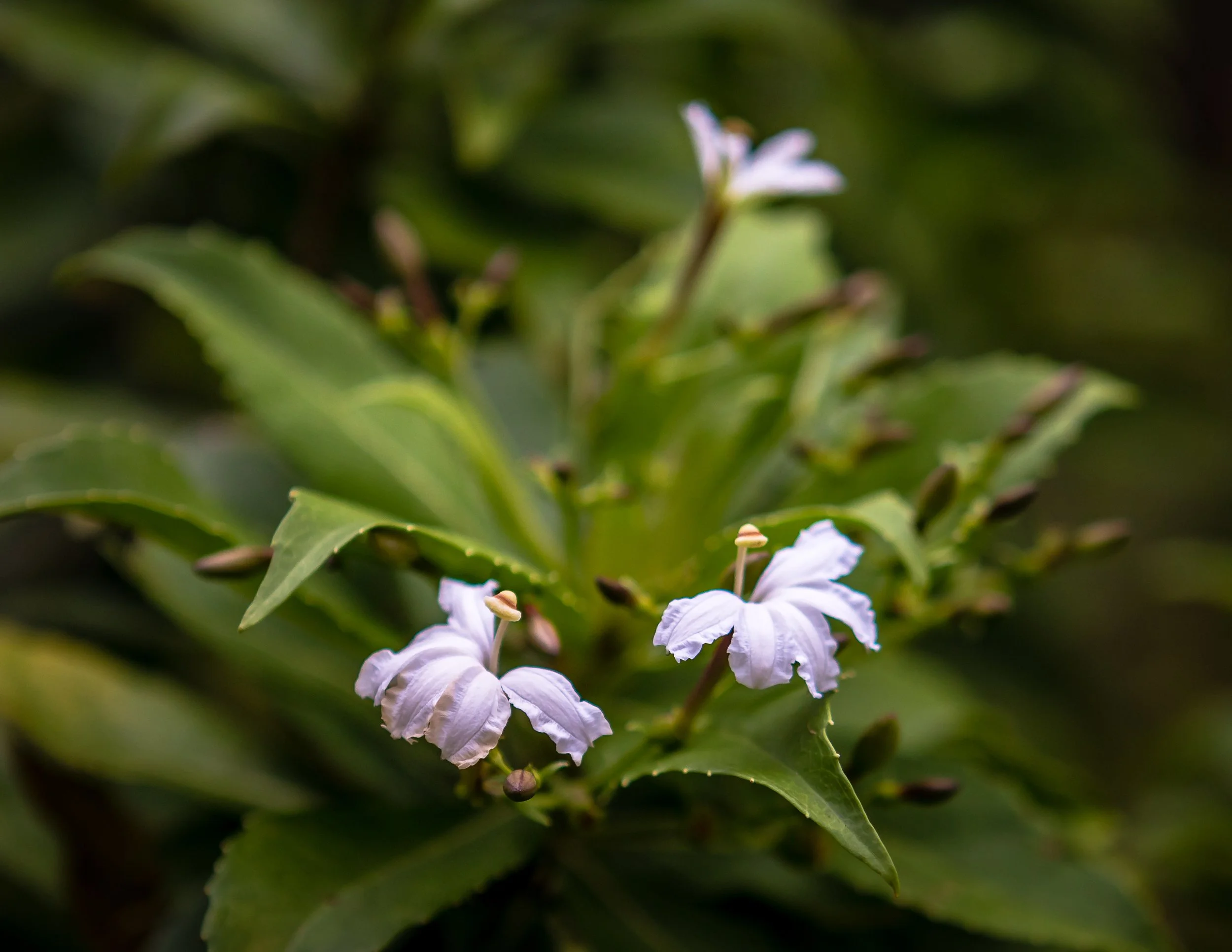 03 Mar 18-03-30 HC Naupaka 300dpi-1.jpg