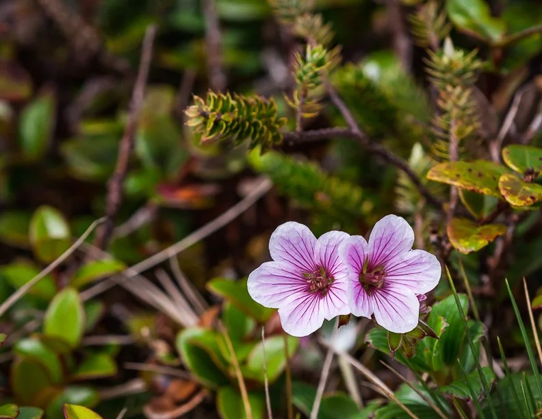  2016 02 PKW Calendar February Geranium 72-5.jpg
