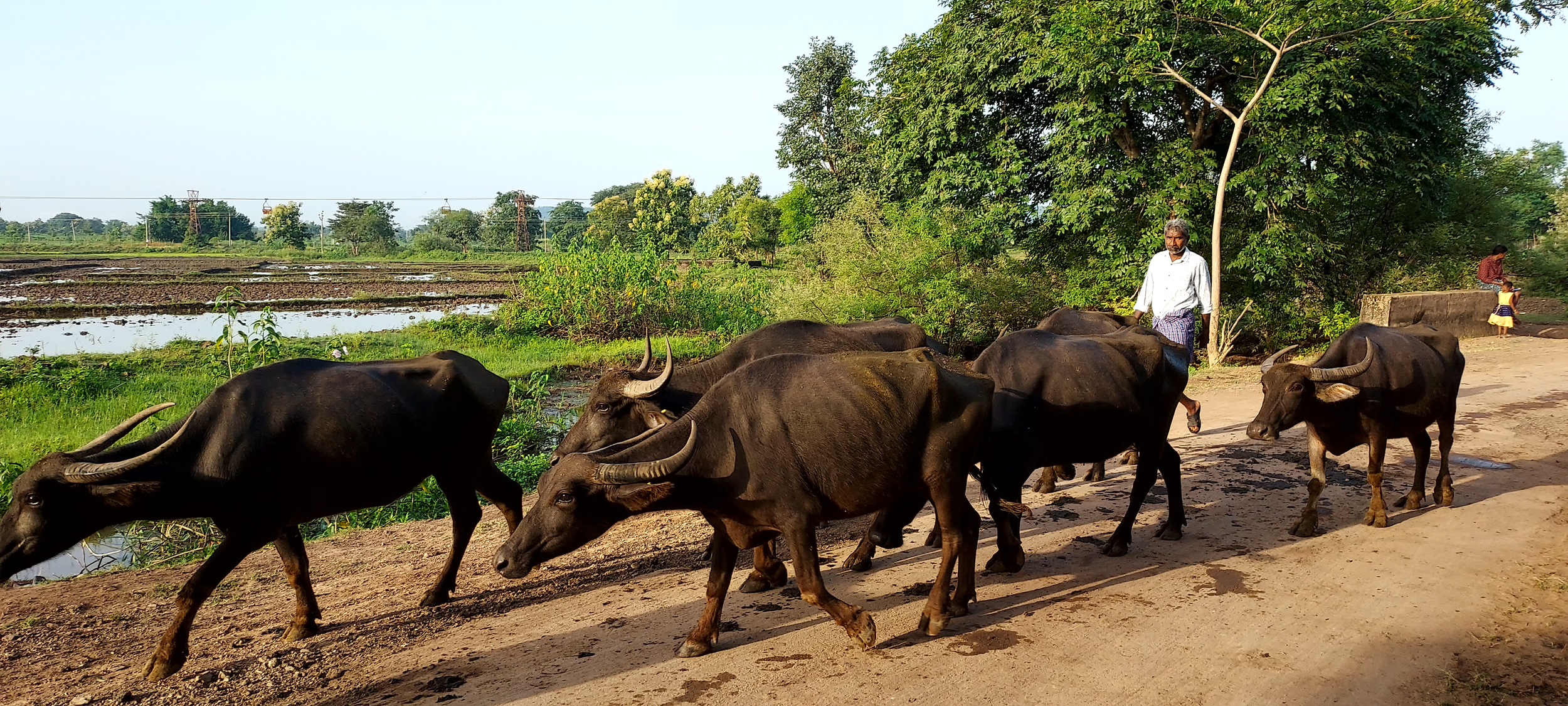 A herd of water buffalo walking along a dirt path with a man guiding them, surrounded by lush green fields and trees.