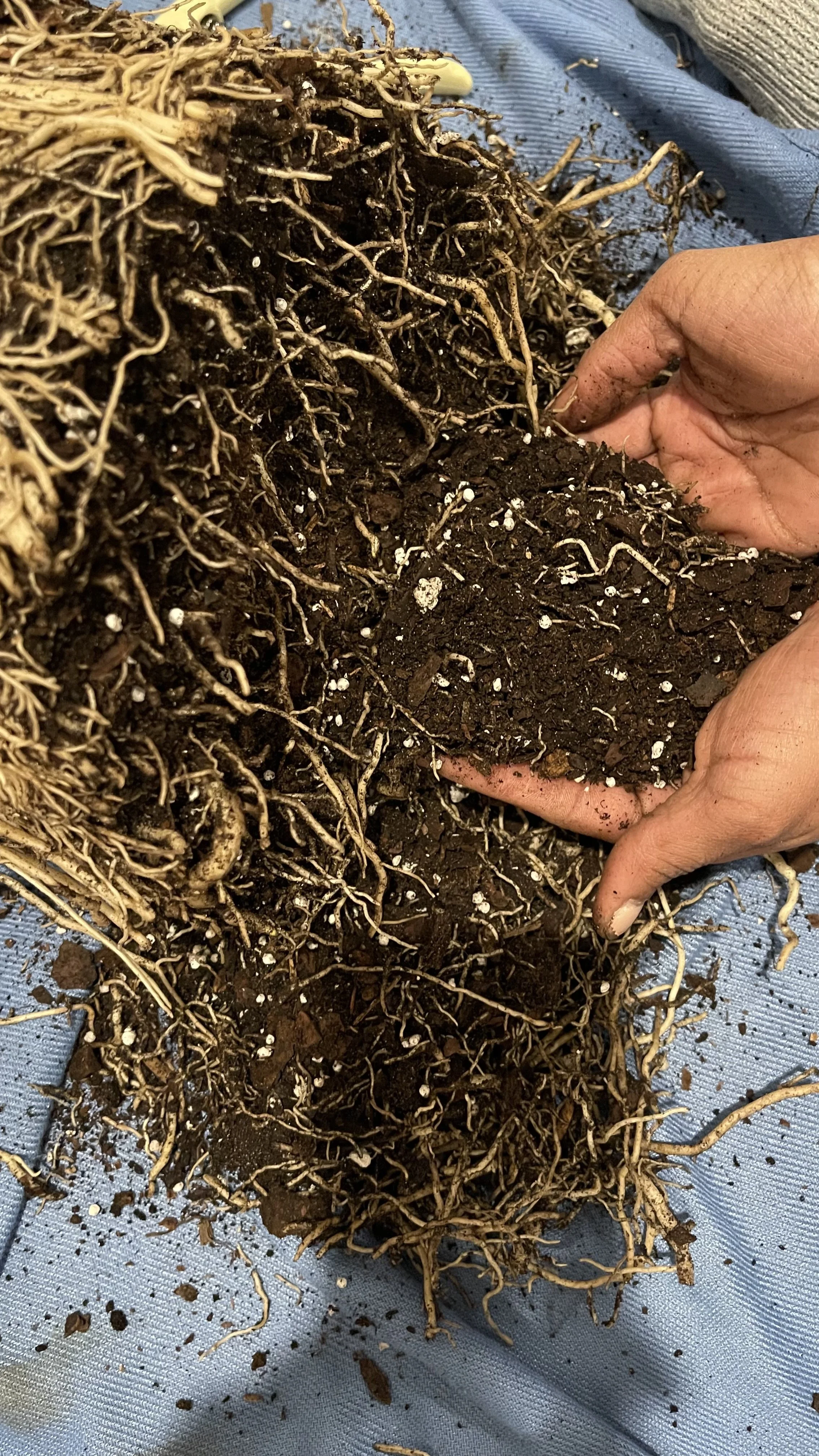 Healing, Pruning, and Tilling