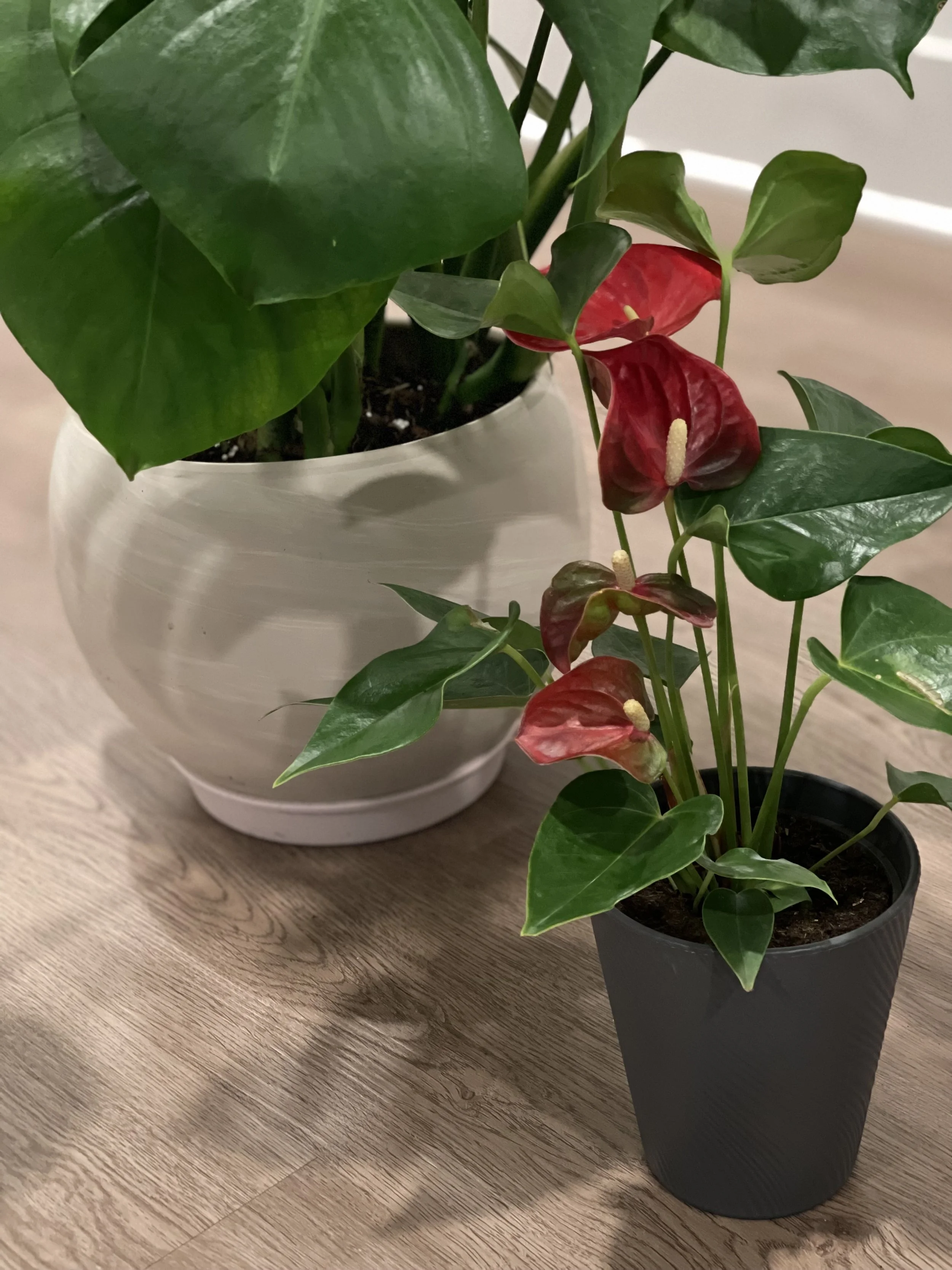 Rediscovering the Ambiance