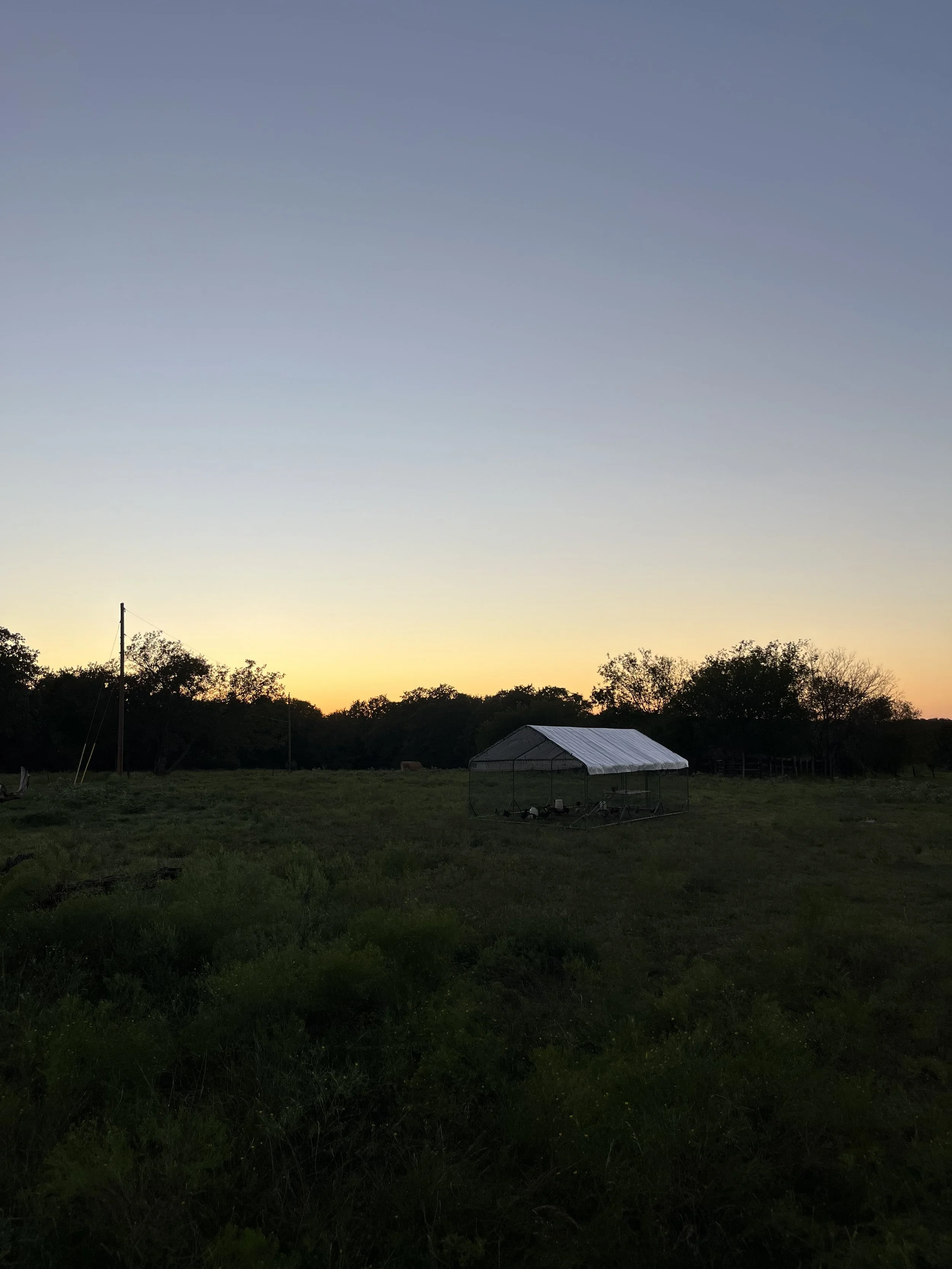 IMG_6586.jpeg