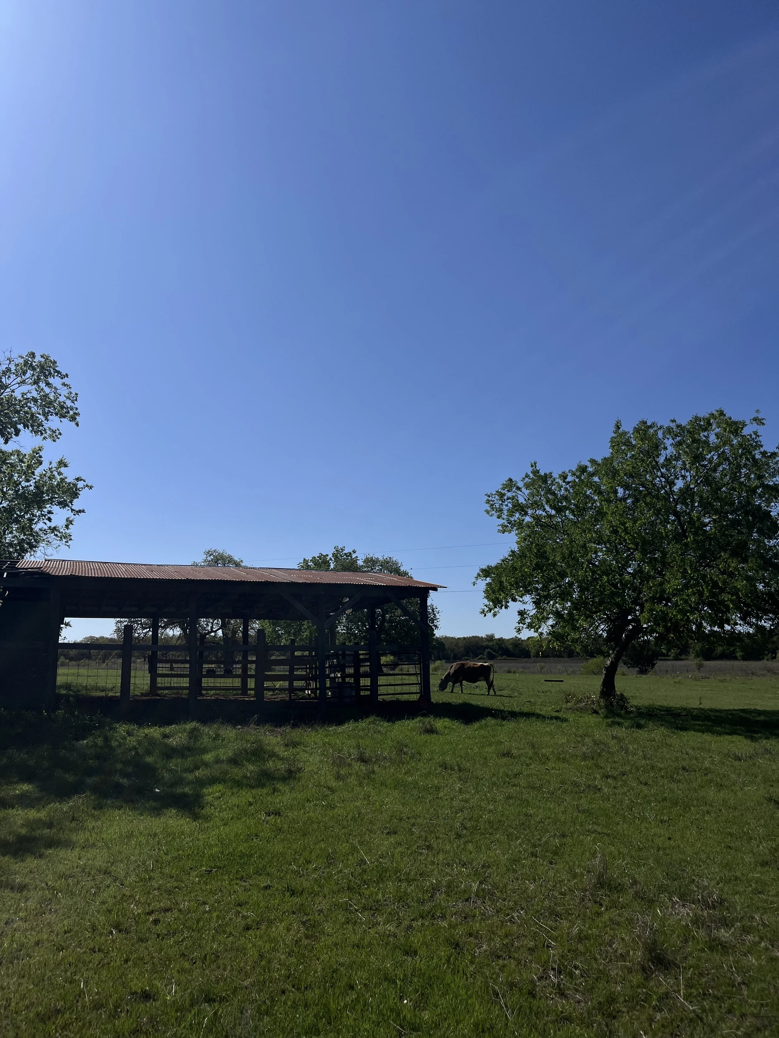 IMG_9238.jpeg
