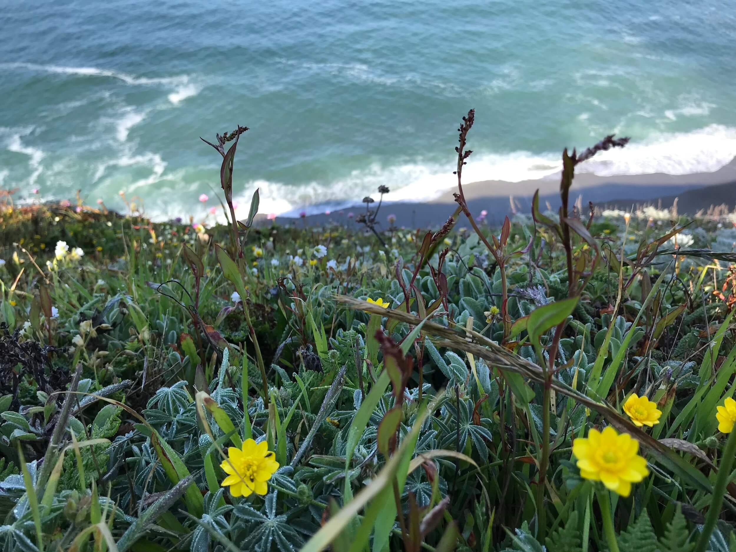Yellow flowers on a verdant coastal cliff. East Bay therapy for queer, neurodivergent teens & adults