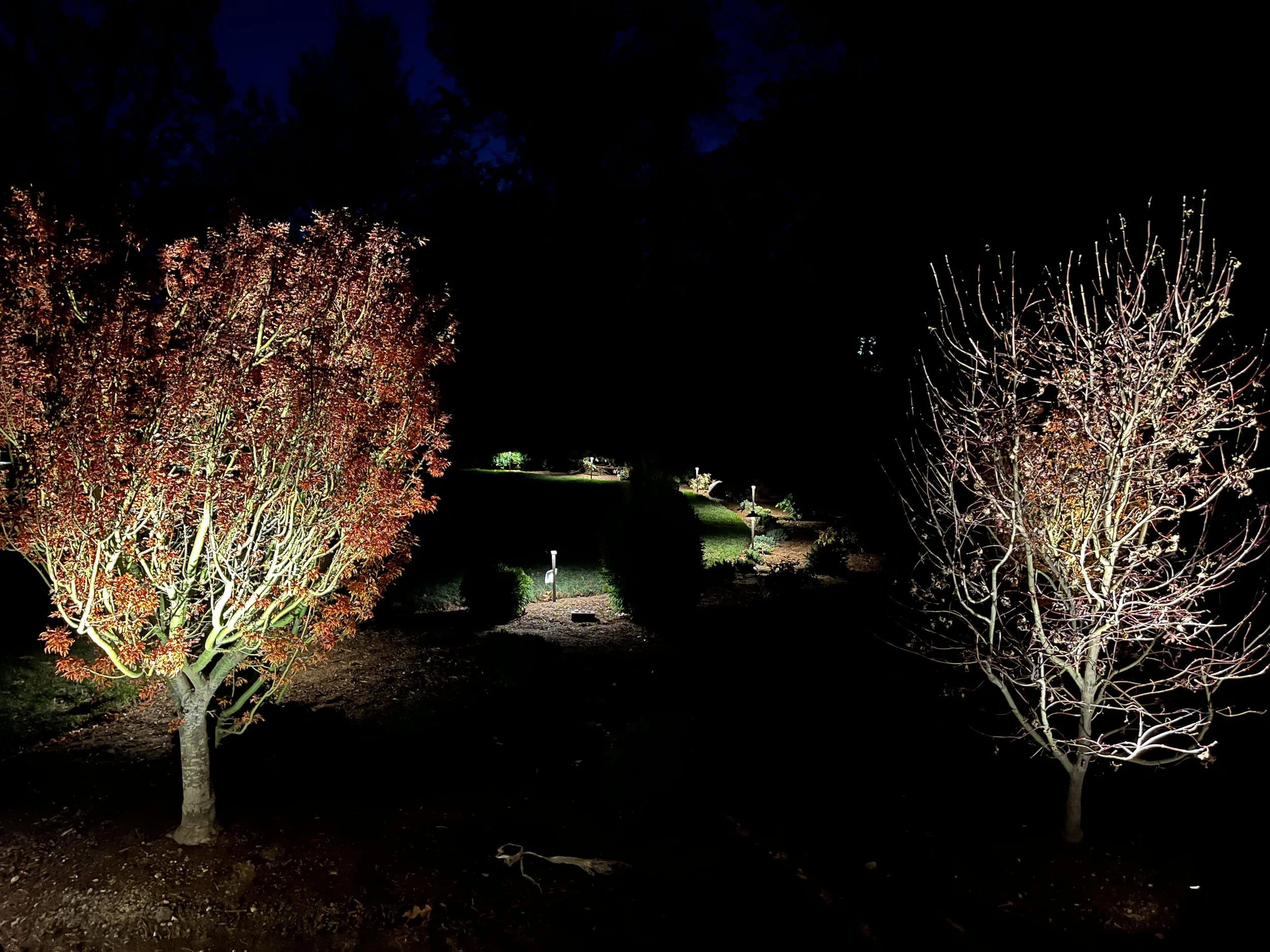 Wellesley-landscape-lighting-tree-pathlighting.jpg