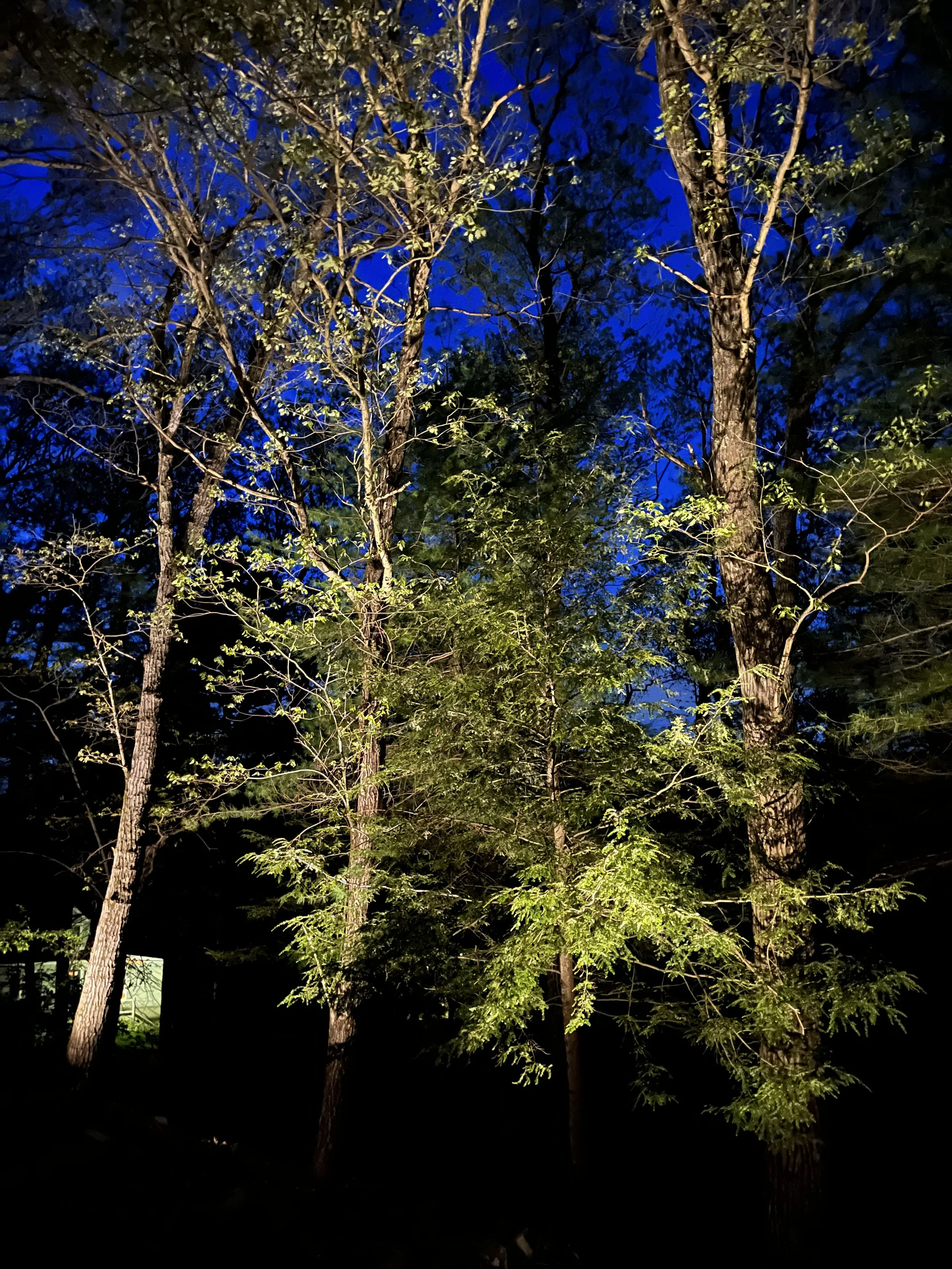dover-landscape-lighting-saftey-tree-uplights.jpg