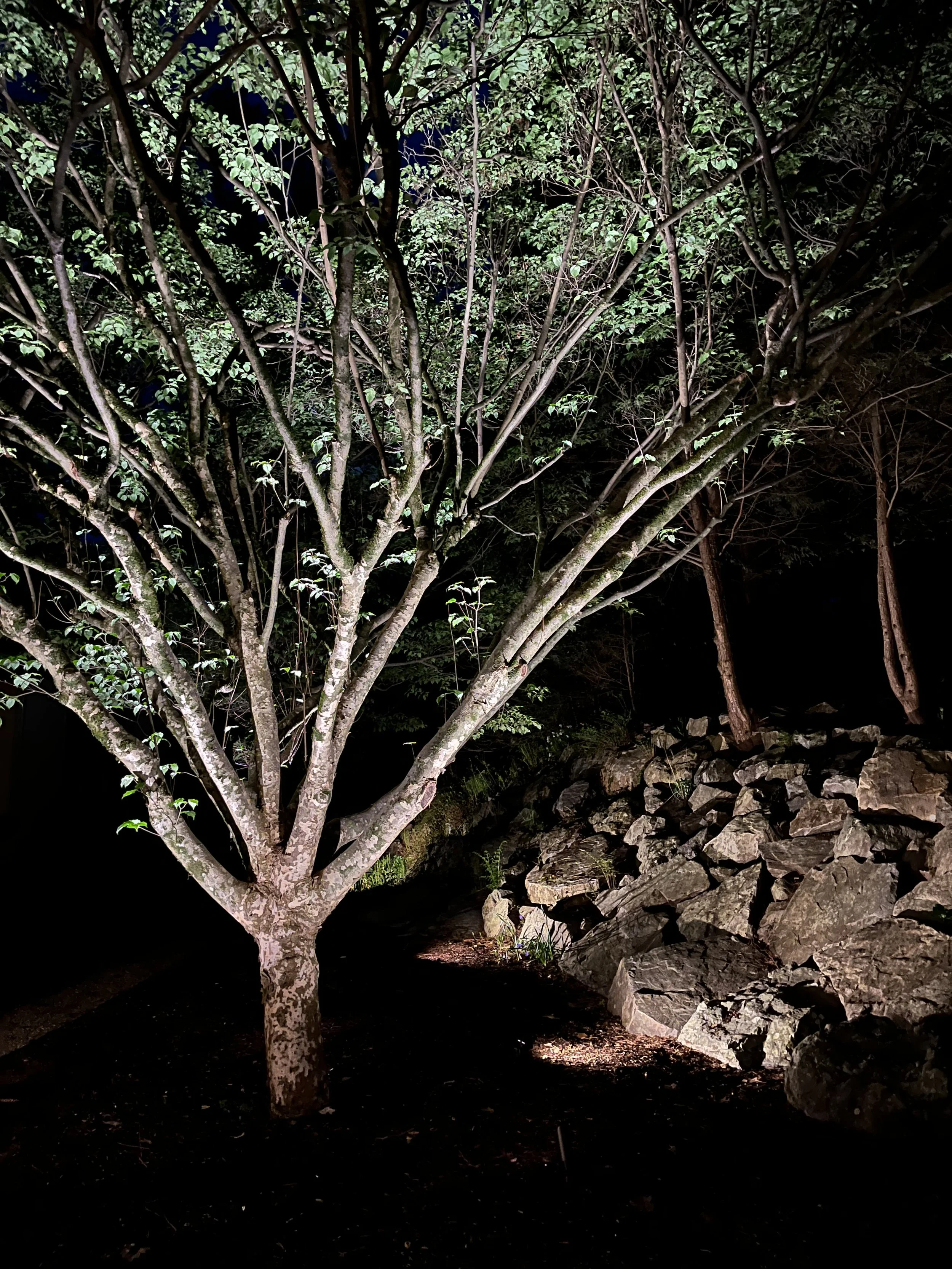 lexington-landscape-lighting-uplights-tree.jpg