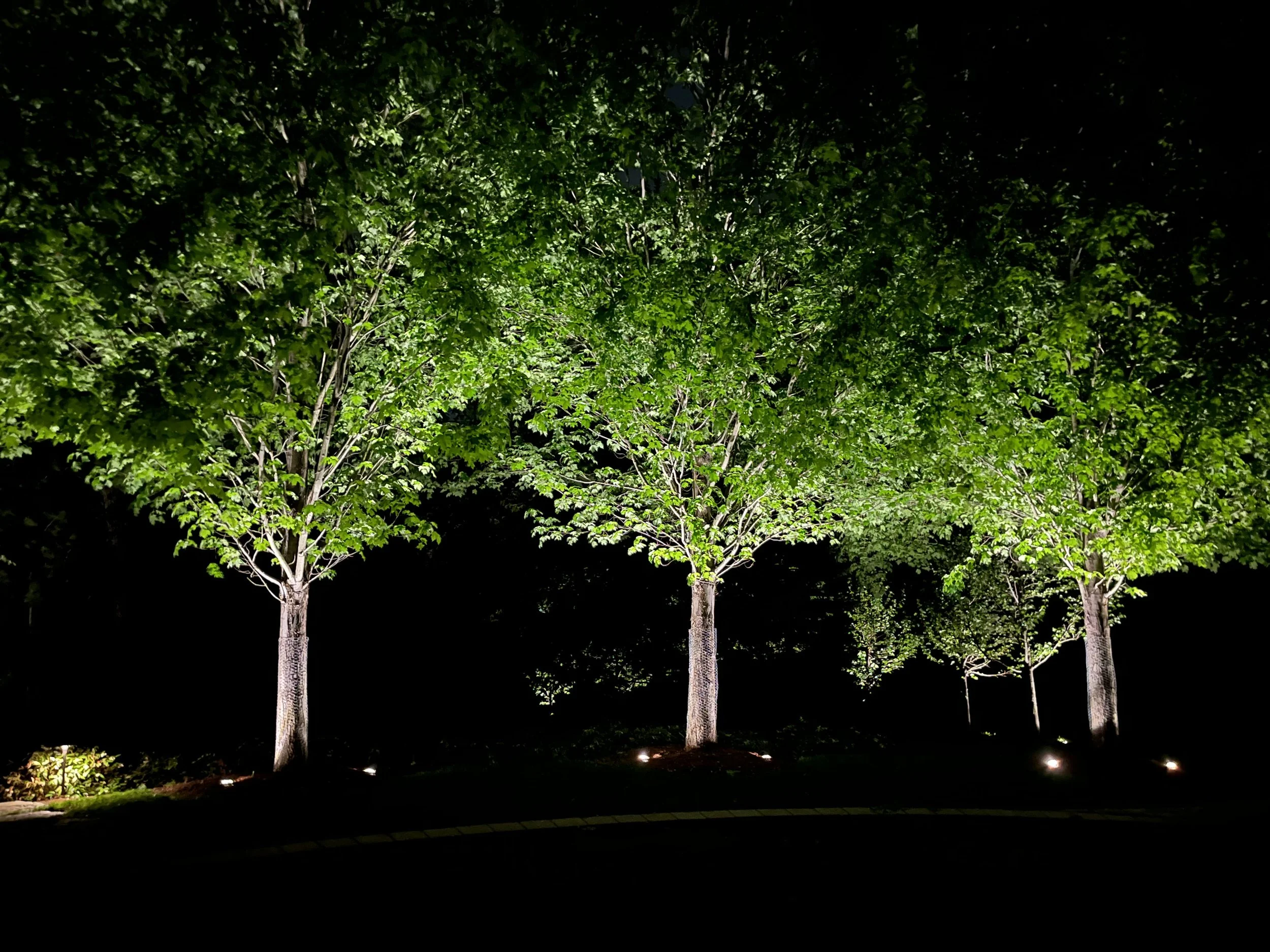 hingham-landscape-lighting-low-voltage-tree-uplights-pathlights.jpg