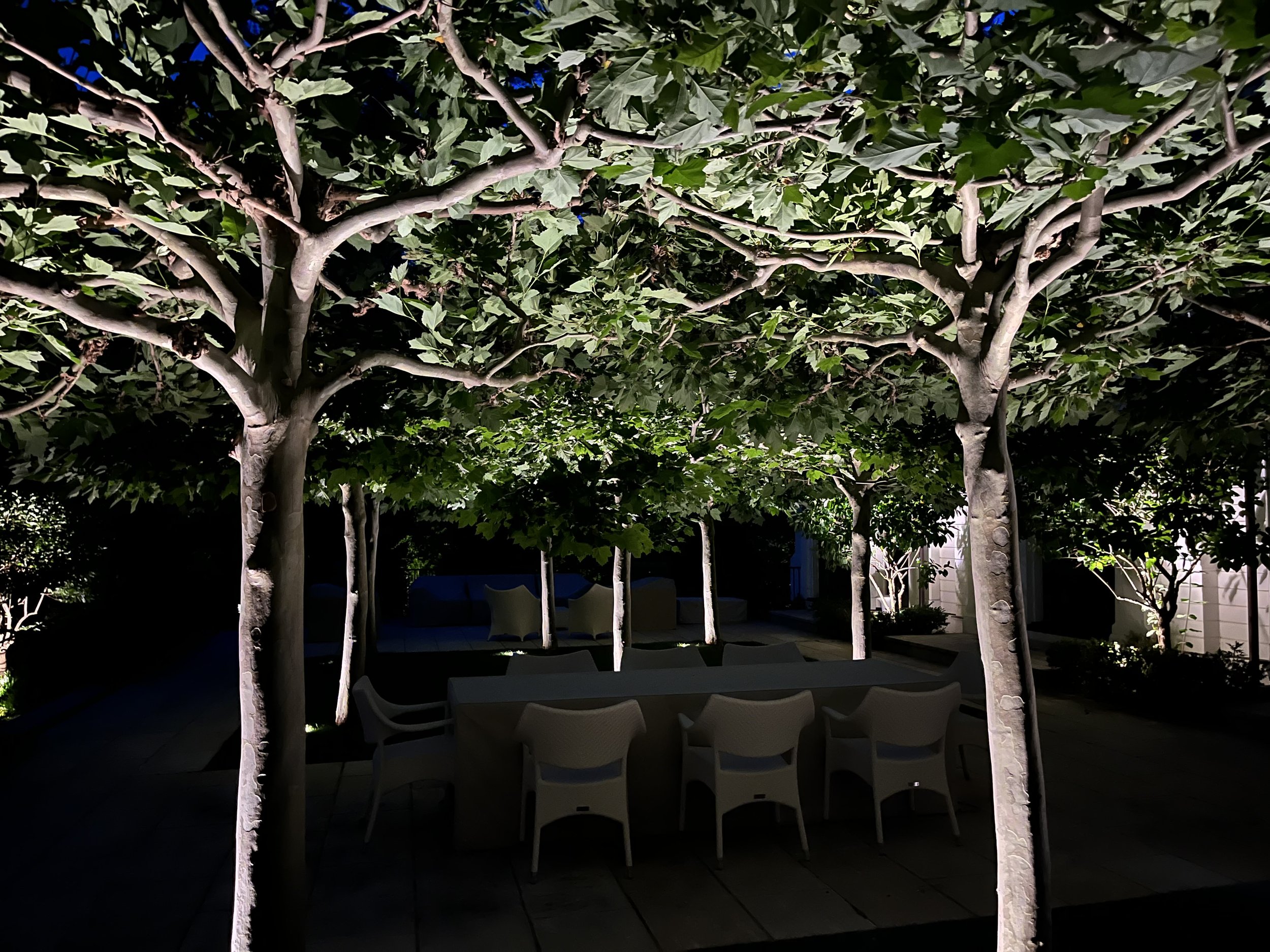 weston-tree-uplights-landscape-lighting.jpg