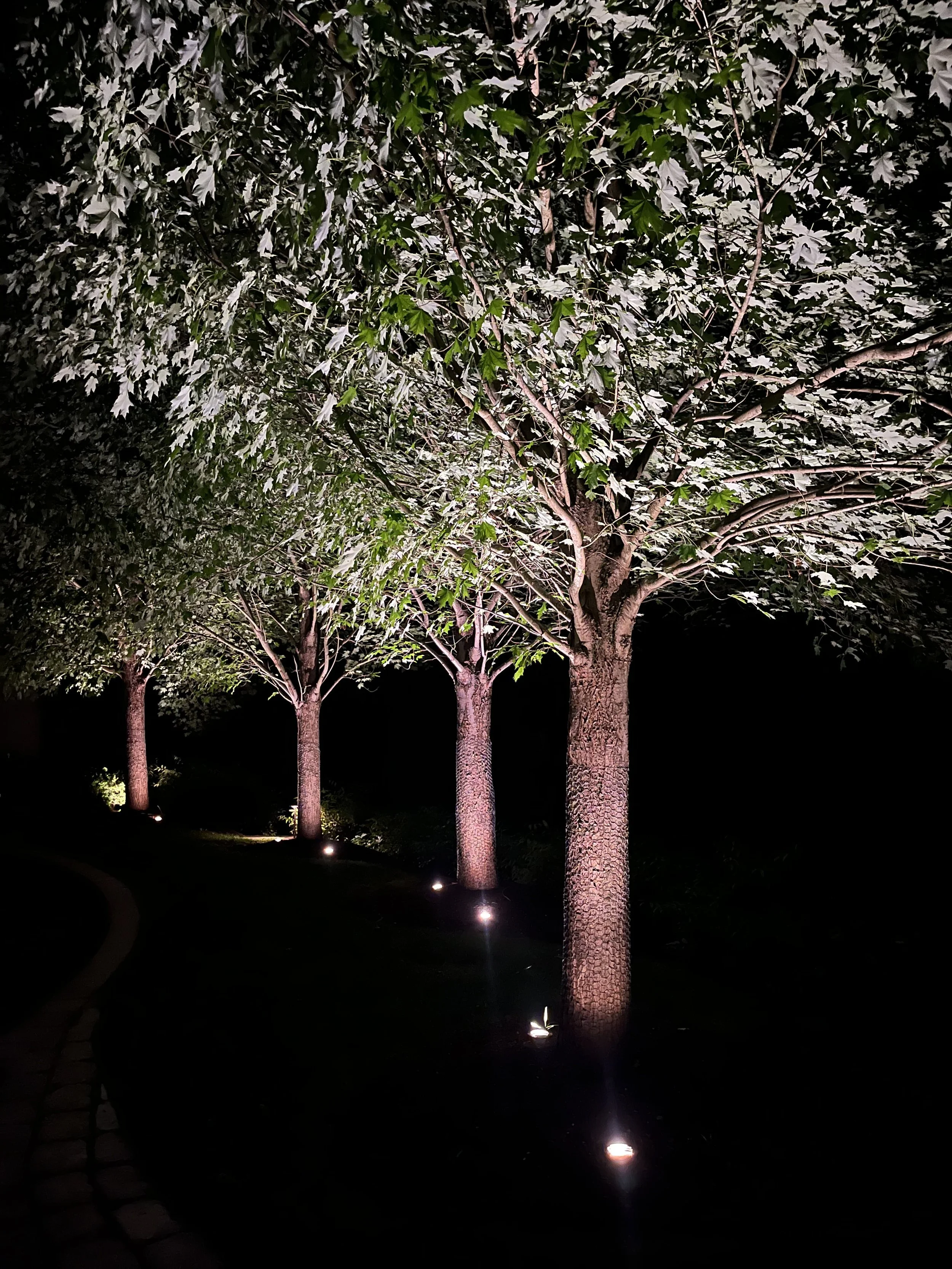 dover-landscape-lighting-uplights-trees.jpg