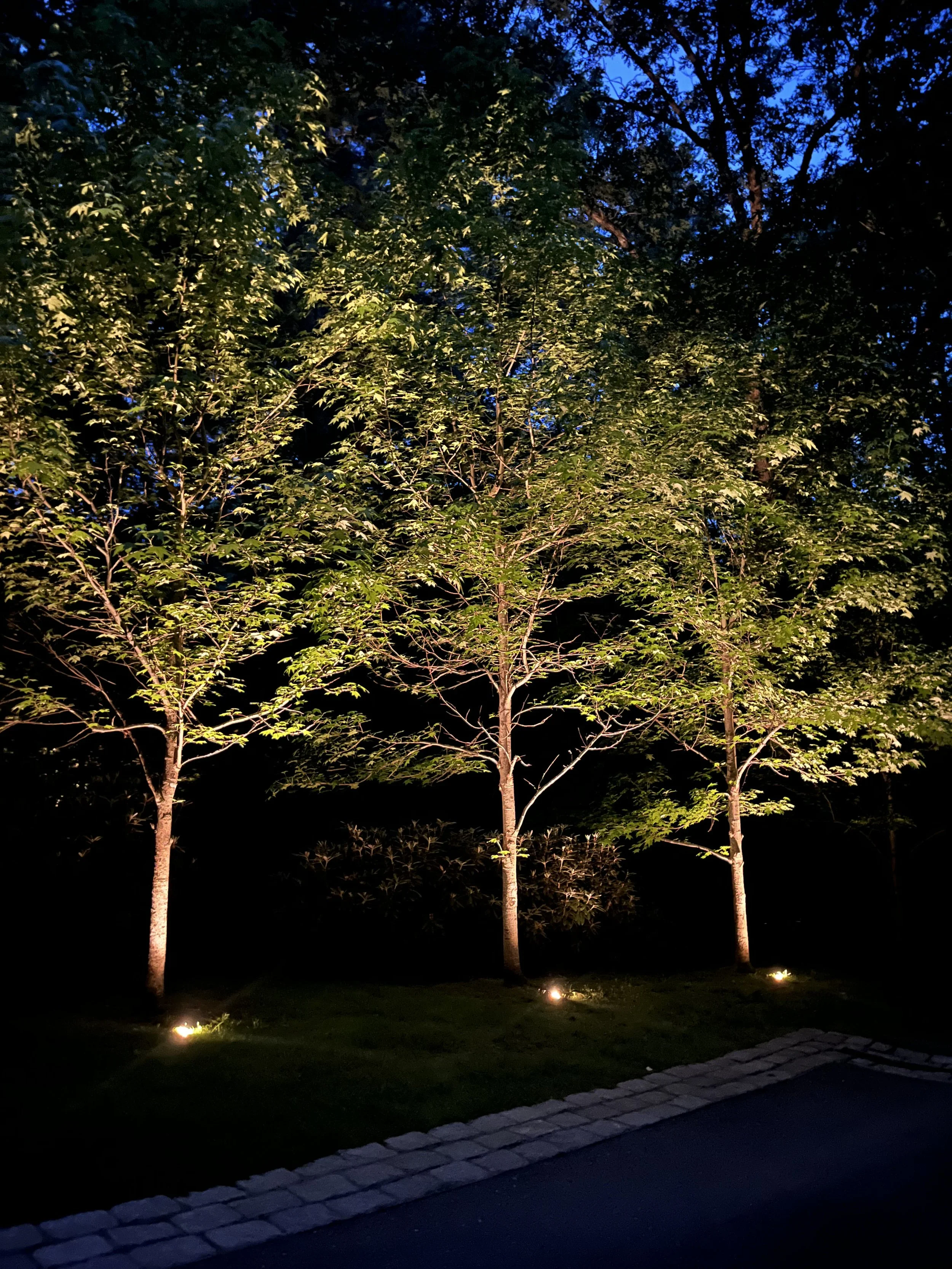 southborough-landscape-lighting-tree-uplights.jpg