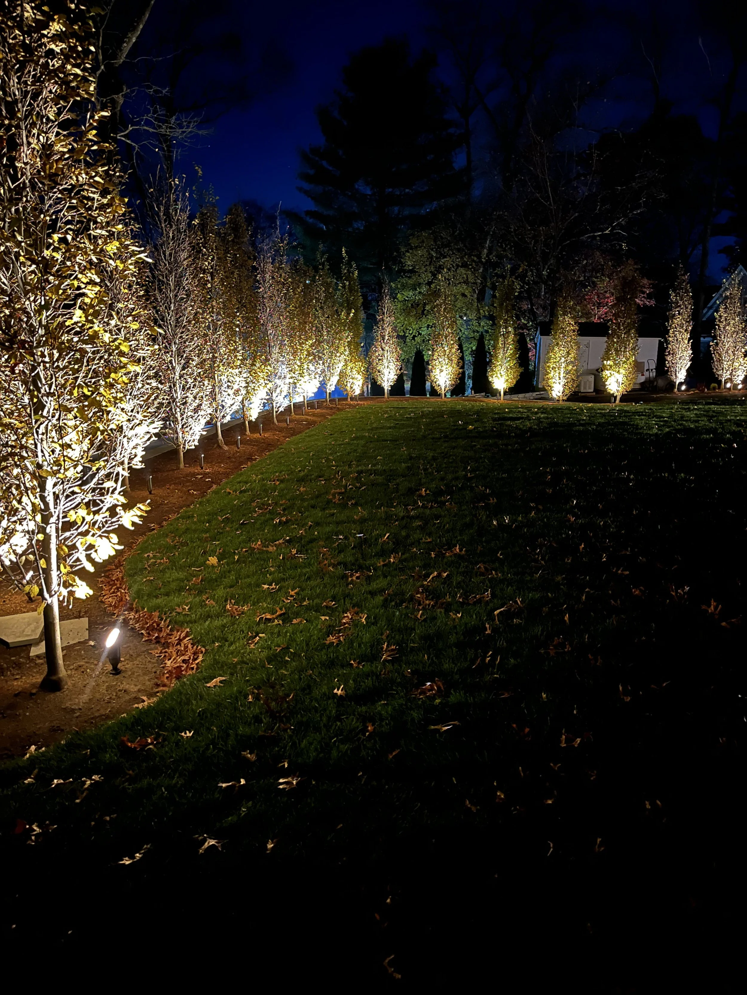 massachusetts-landscape-lighting-tree-uplighting.jpg