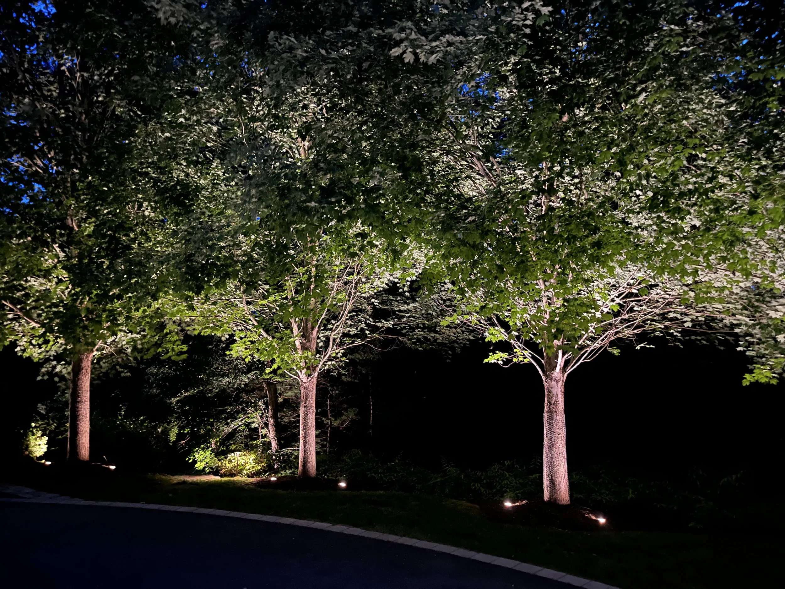 hingham-landscape-lighting-trees-backyard-uplights.jpg