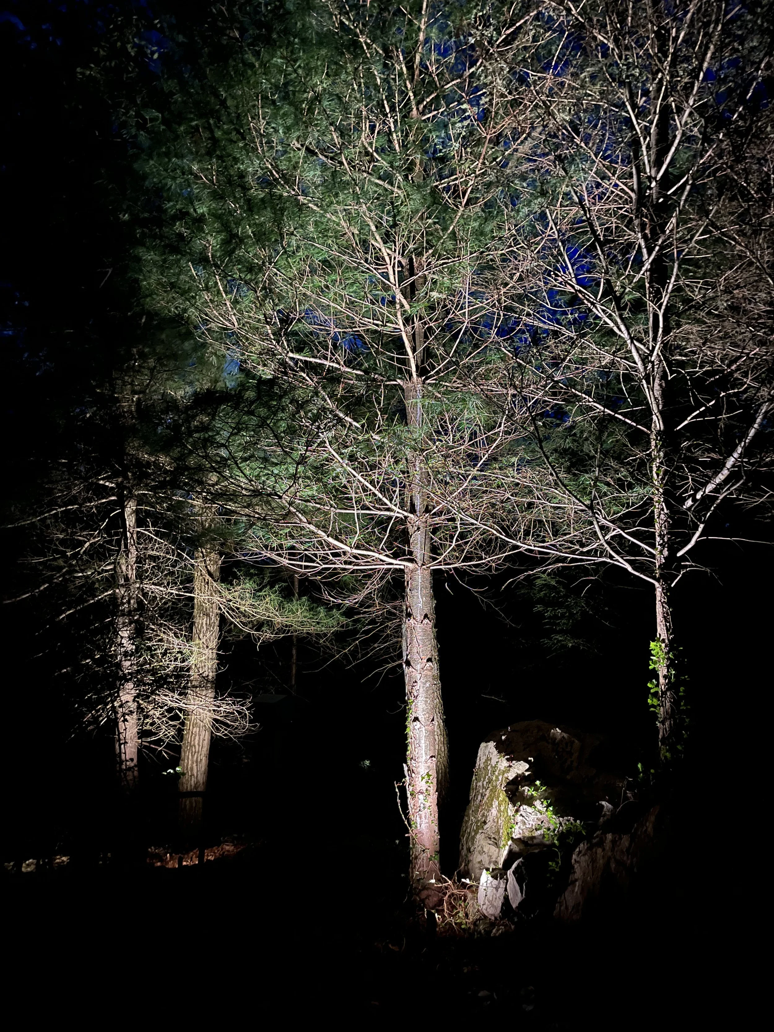 wellesley-landscape-lighting-tree-uplights.jpg