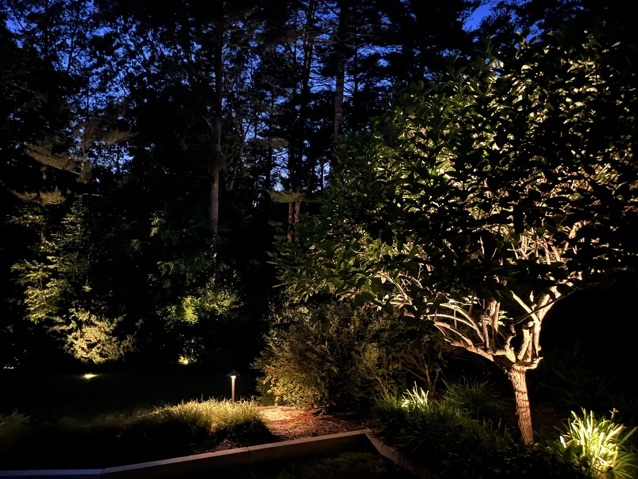 cohasset-landscape-lighting-trees-uplights.jpg