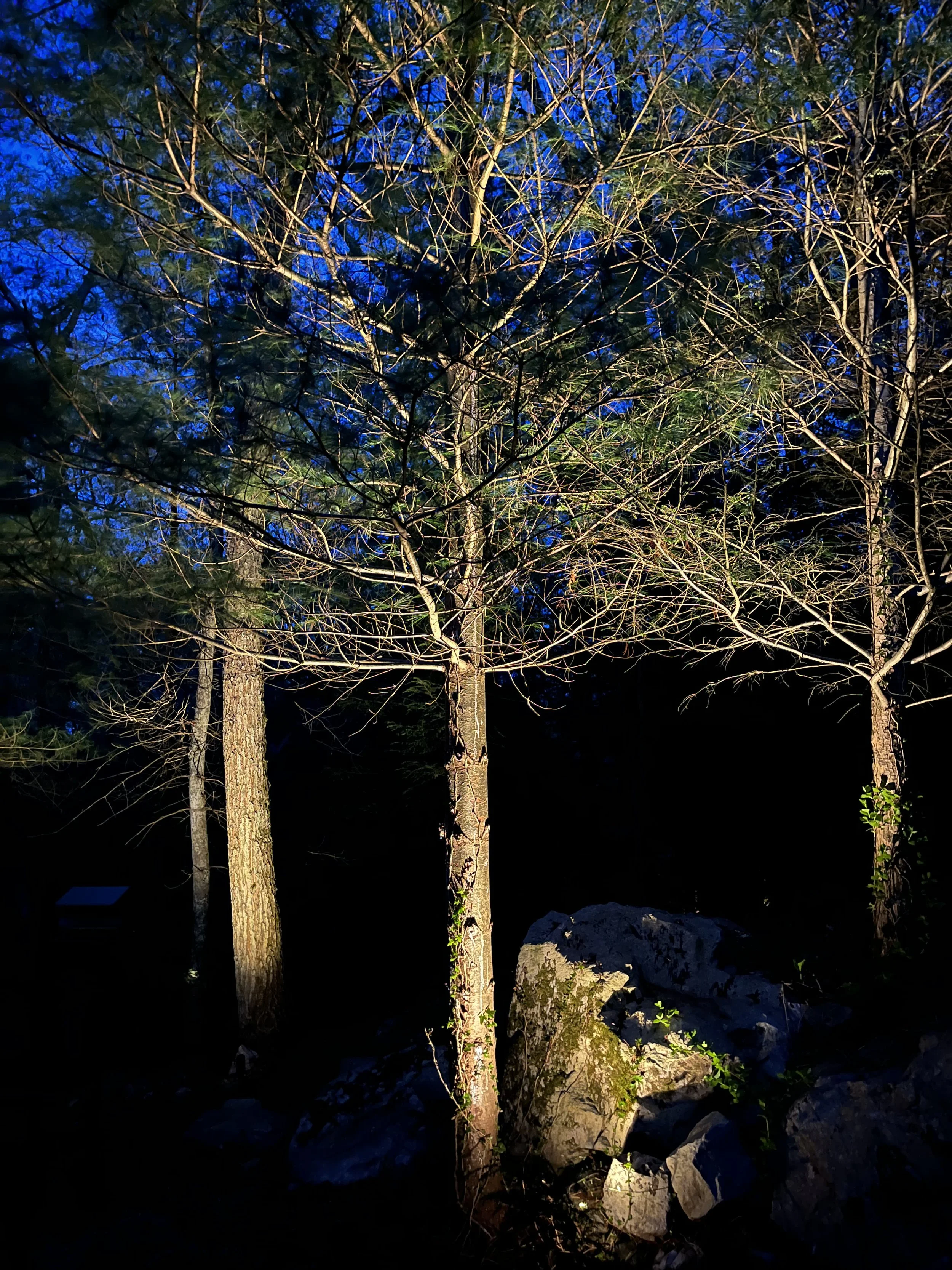newton-landscape-lighting-system-tree-uplight.jpg