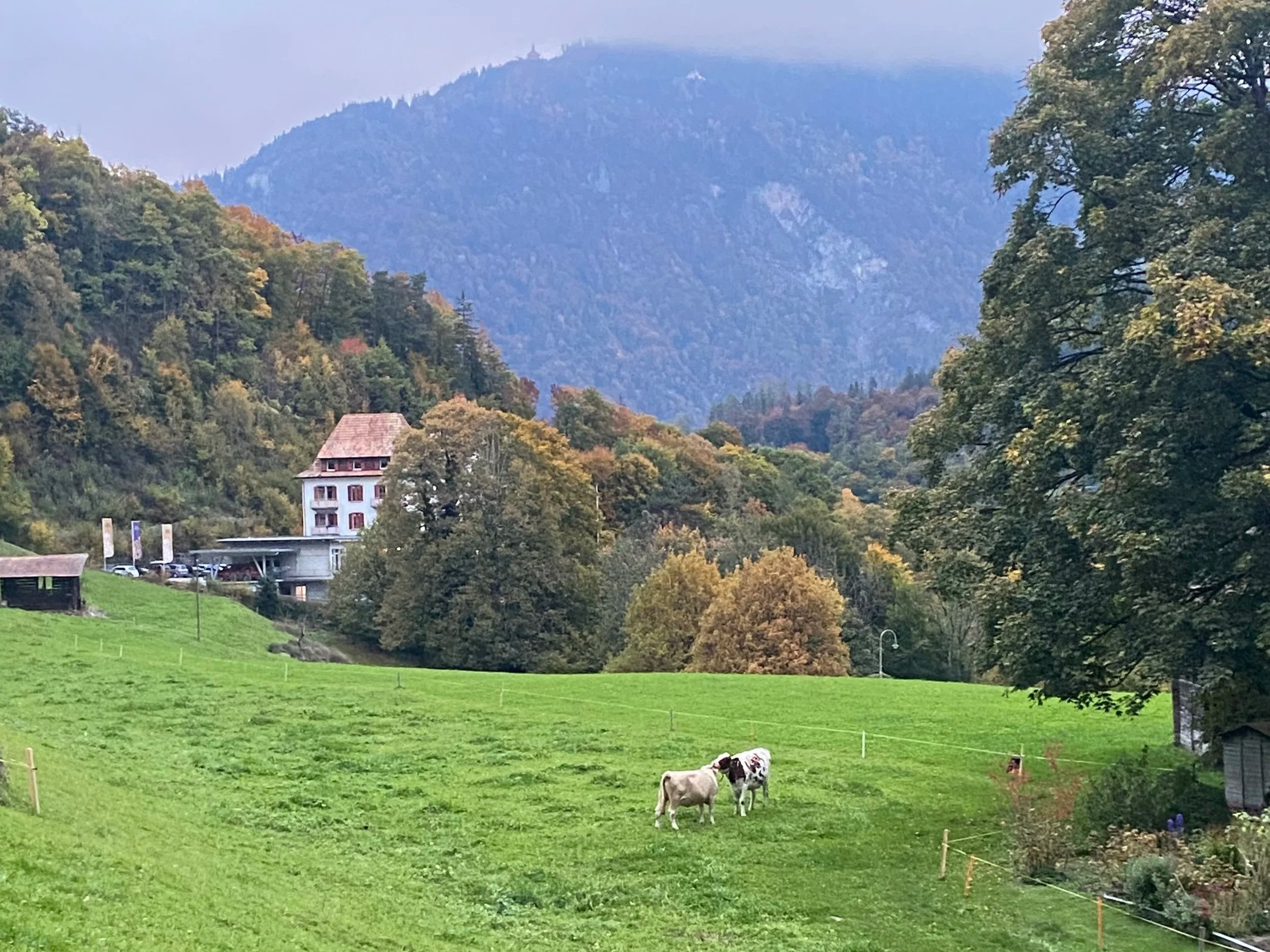 Leadership Lessons From the Cows in Switzerland