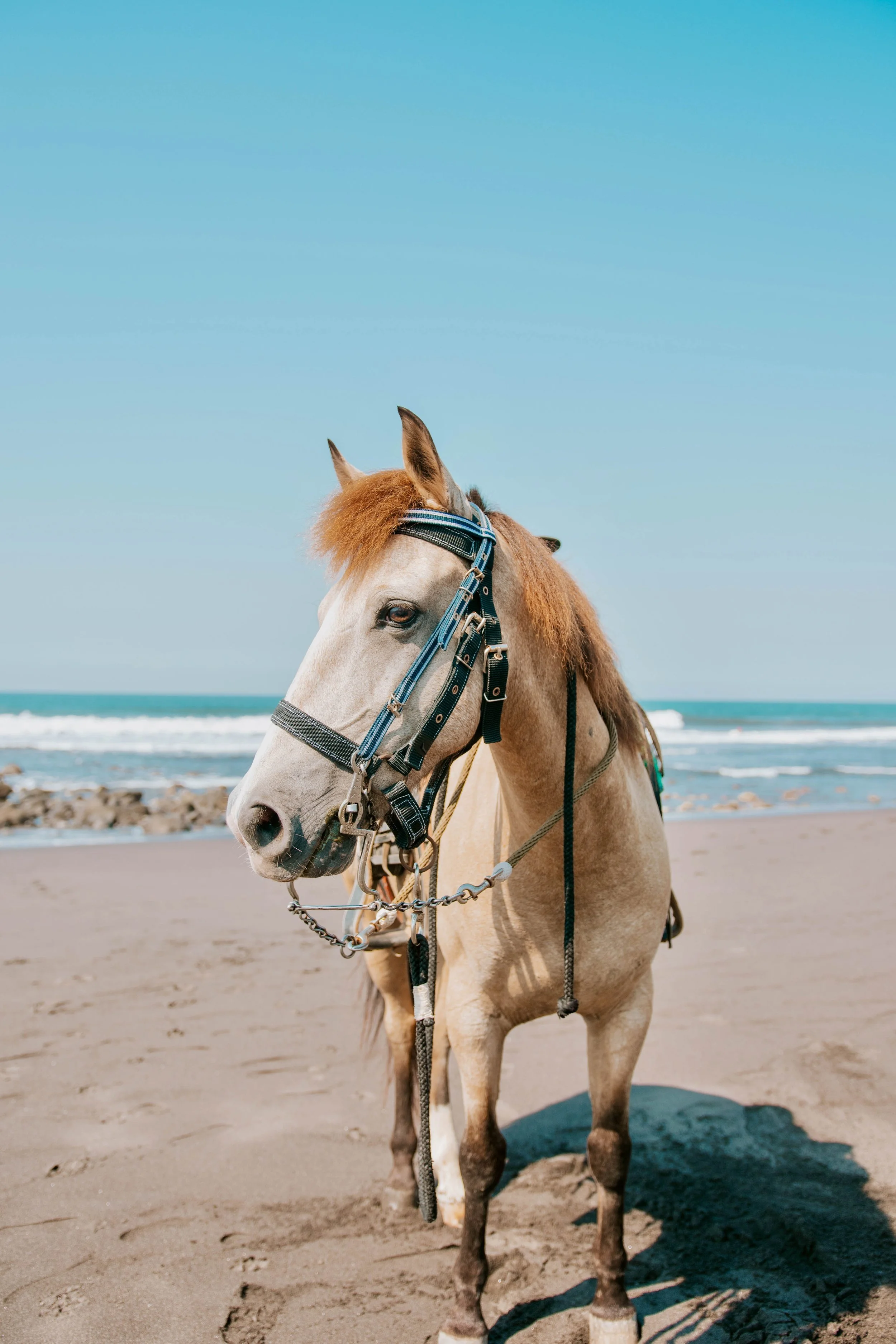 Copy of Copy of _DSC0485 4-horse-horseback.jpg