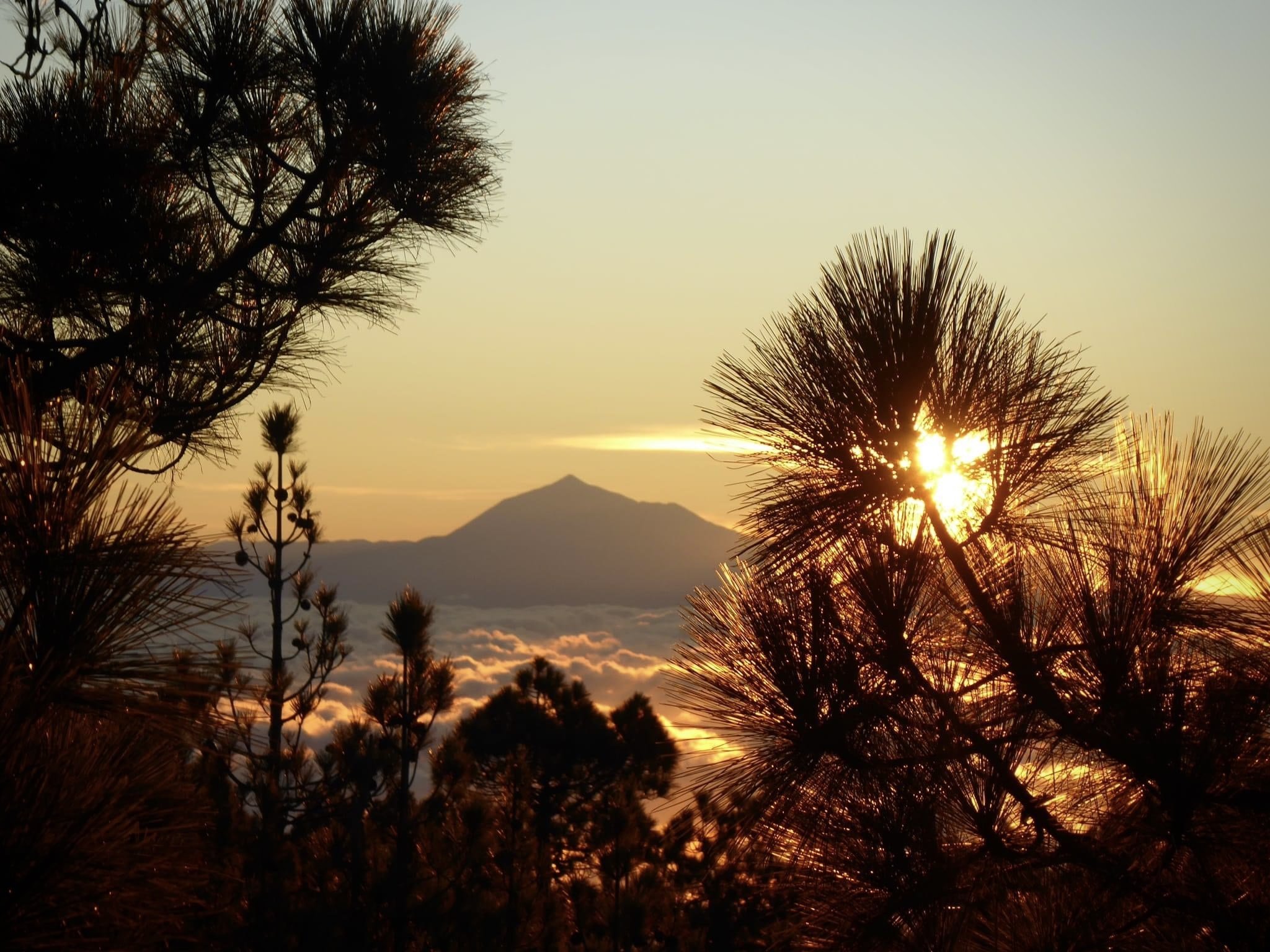 Sunset view with clouds and a mountain in the background, framed by trees with pine needles.