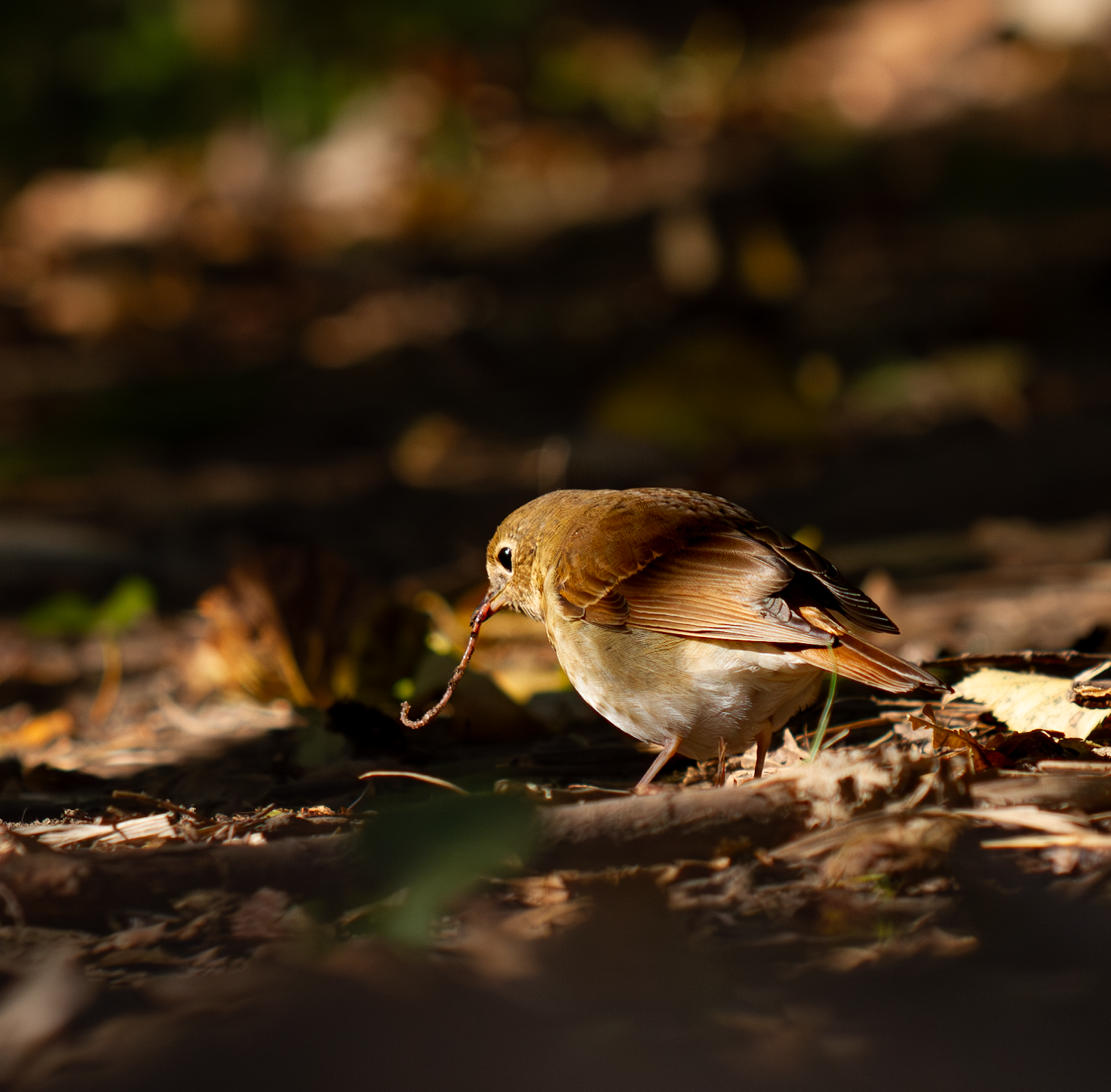 Hermit_Thrush_Worm_Prospect_Park_Fall_2023.png