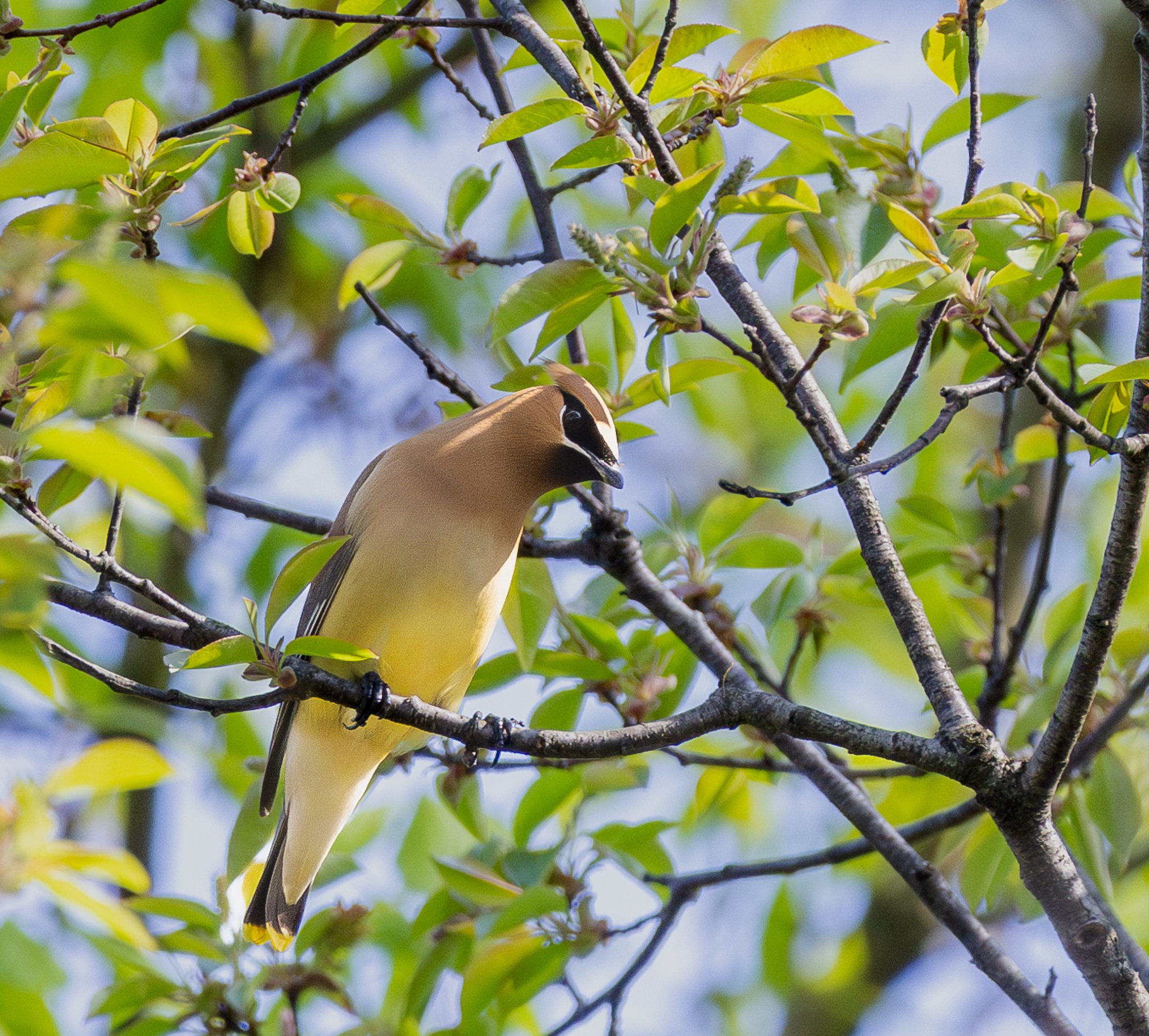 Cedar Waxwing-4.jpg