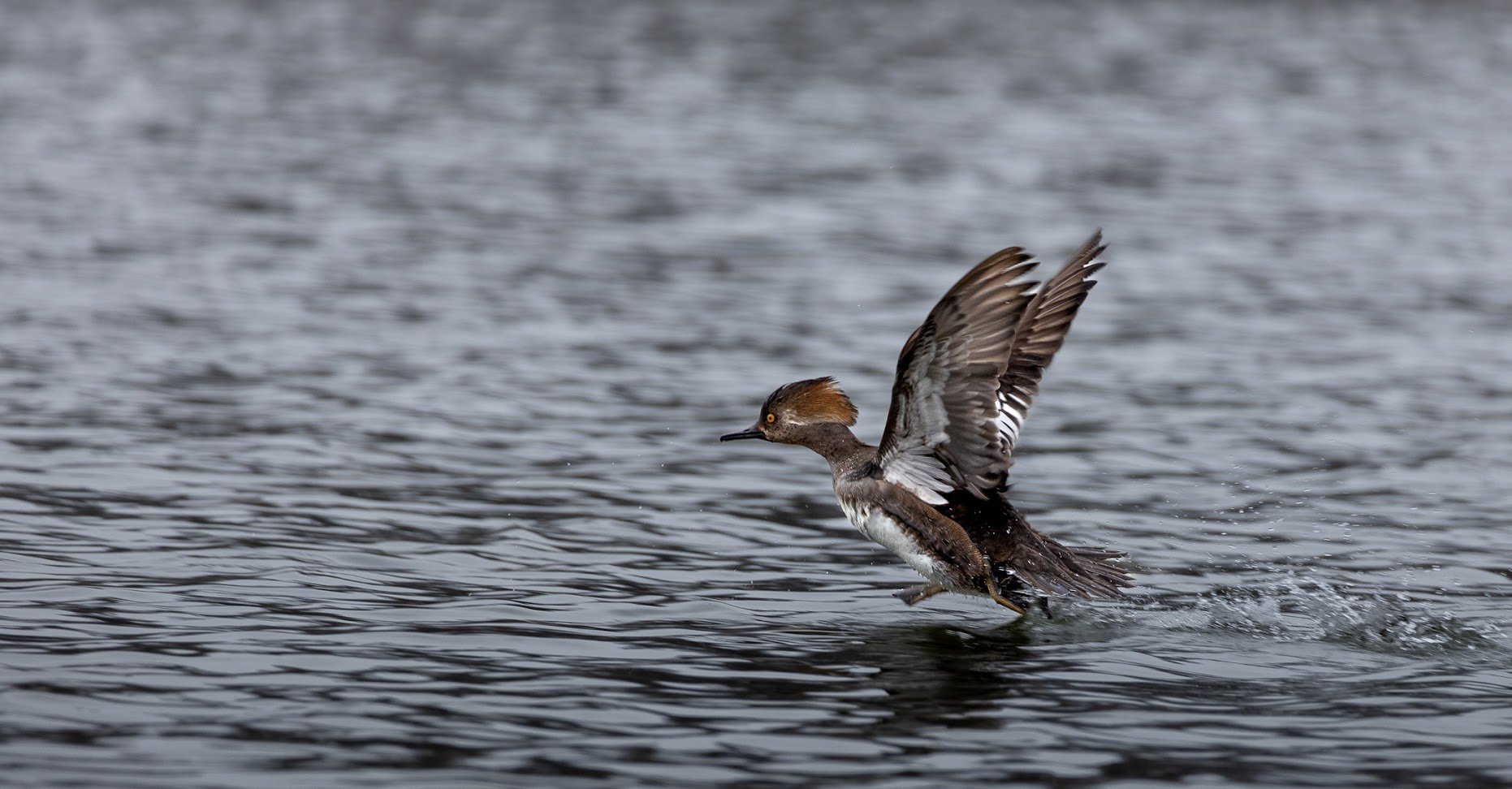 Hooded_Mergansers.jpg