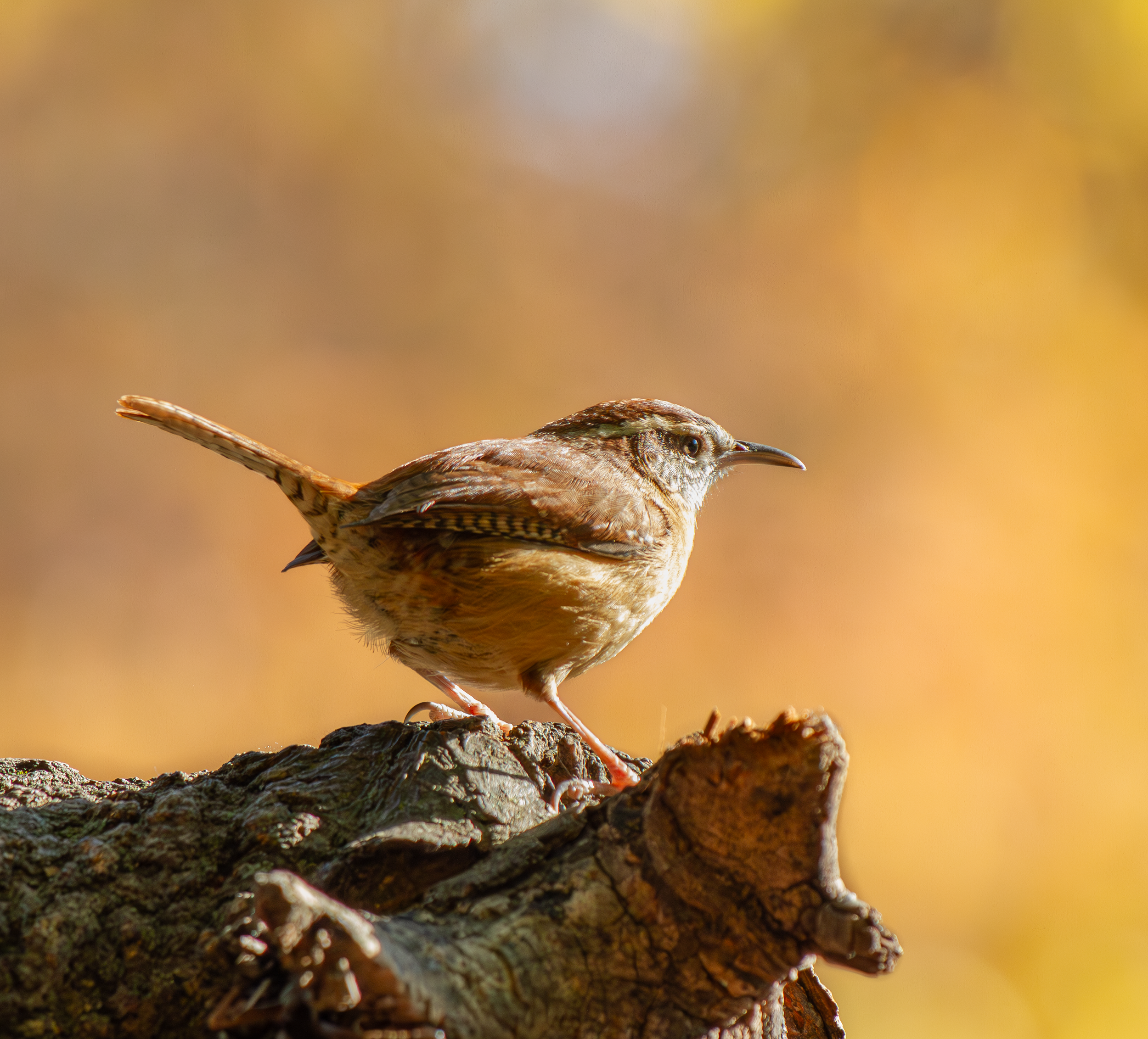 Carolina_Wren_Prospect_Park_Fall_2023.png