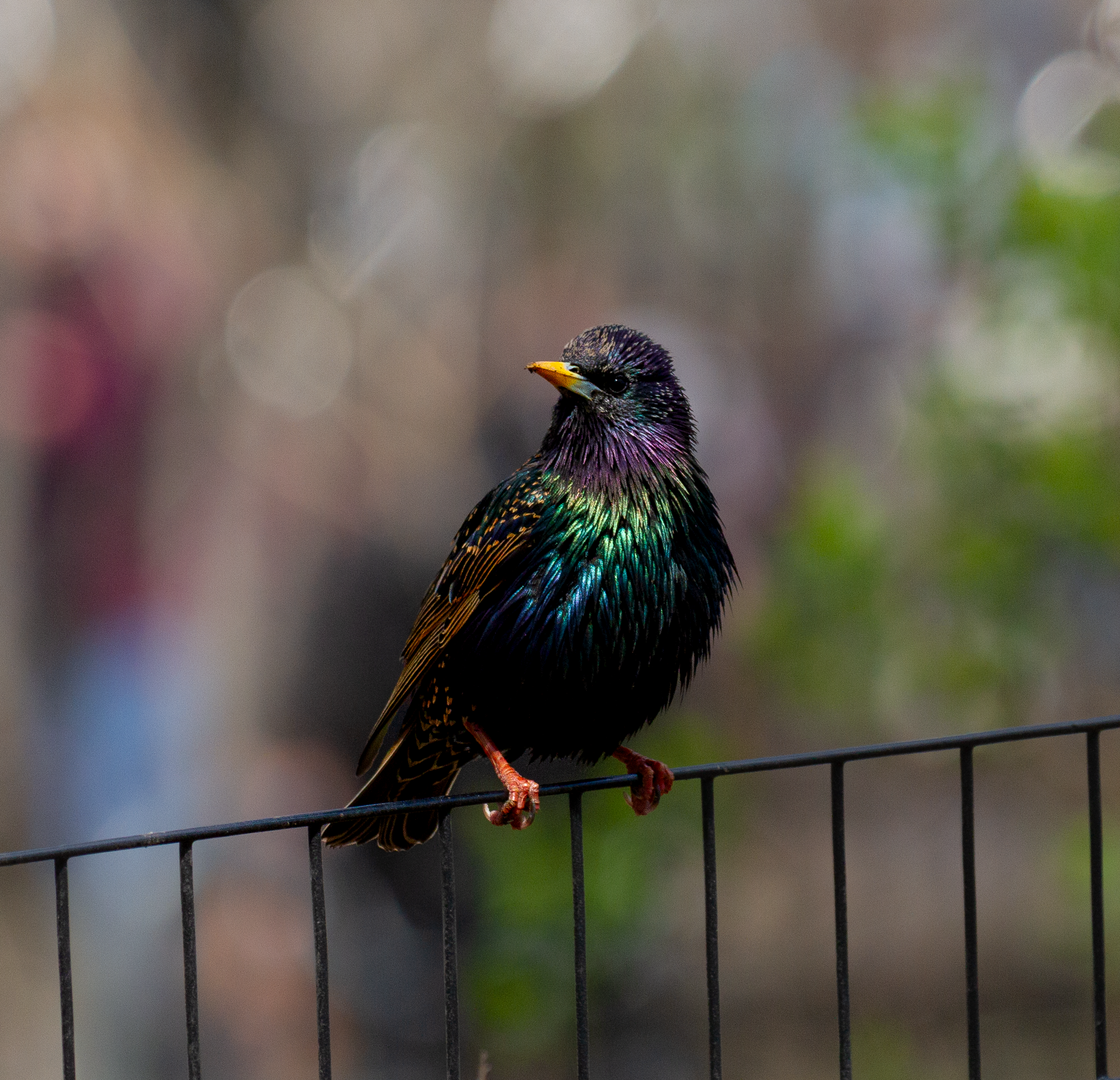 Starling_Prospect_Park_April_8_2023.png