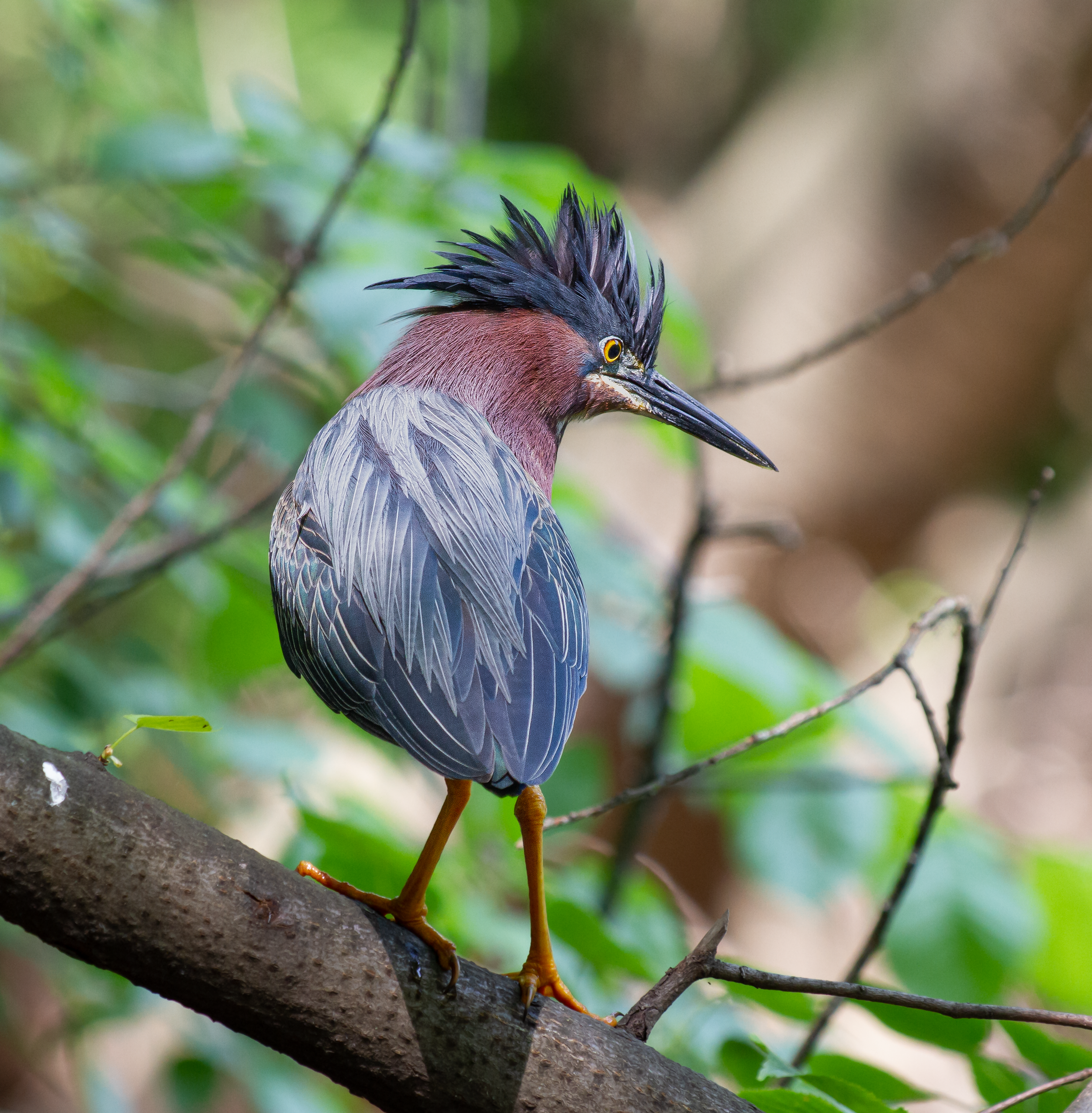 Green_Heron_Prospect_Park_May_15_2023-2.png