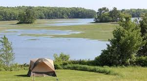 Being Nature in Nature: A Three-Night Forest Retreat with Susa Talan and Amy Bird
