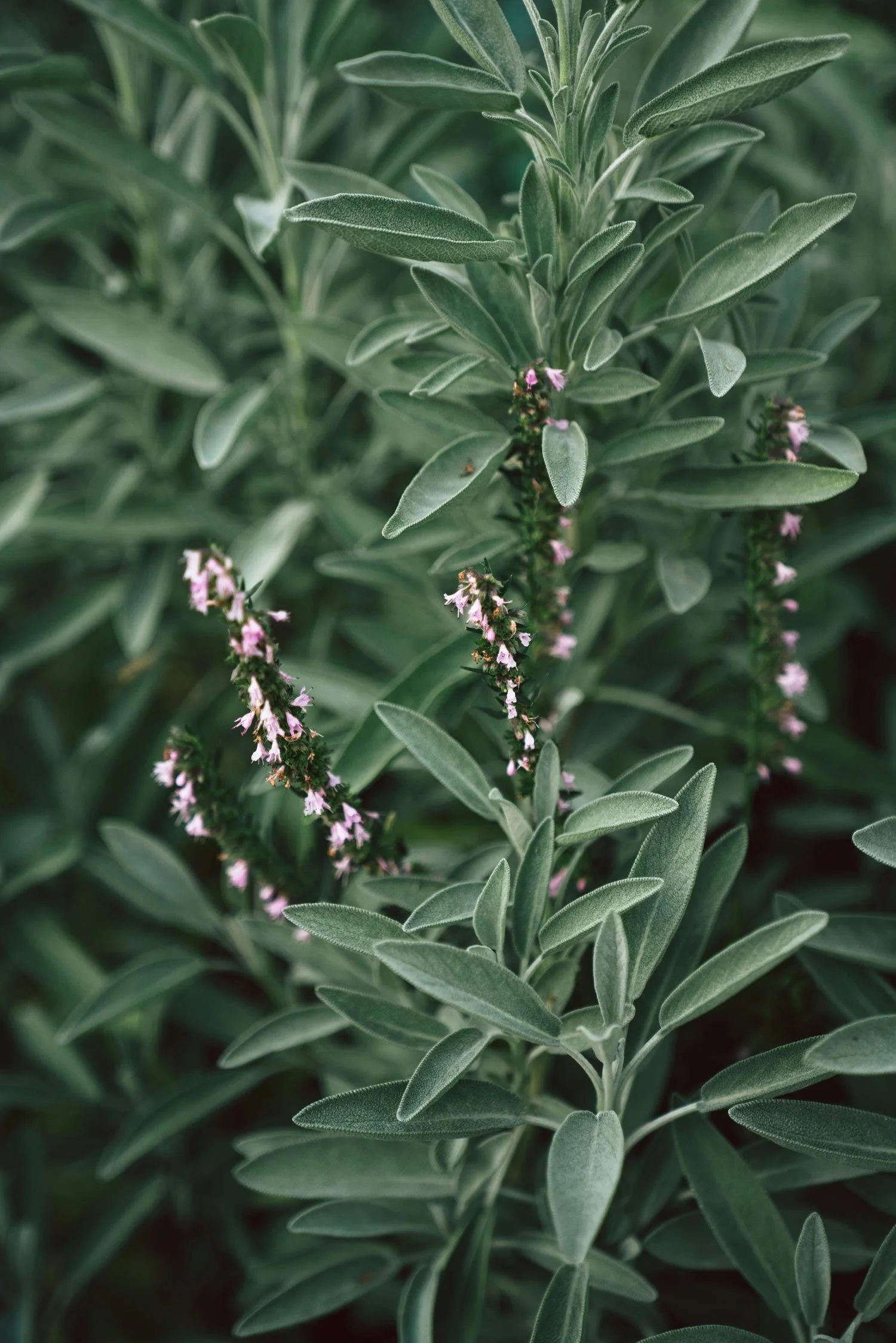 Close-up of green sage plants with small pink flowers.