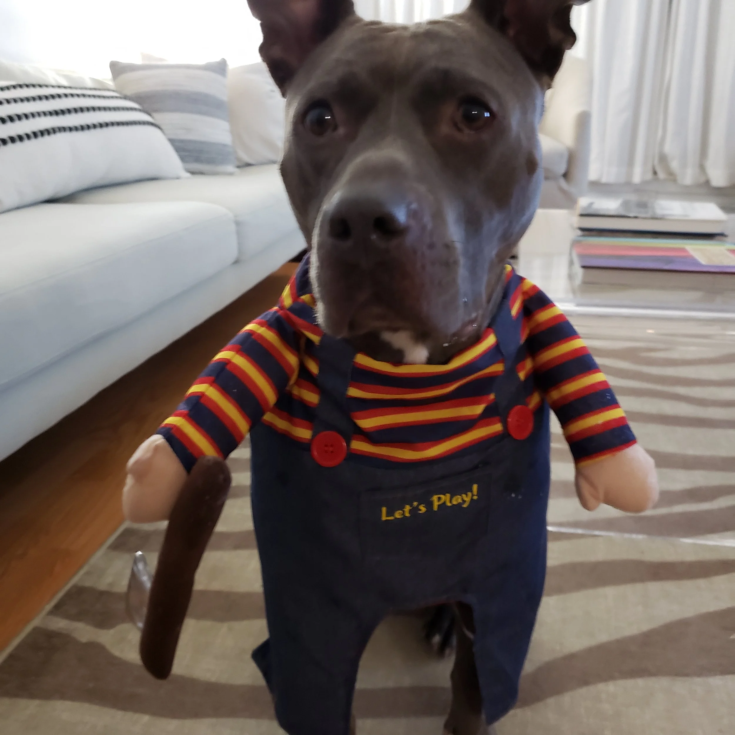 Tulip, Honeybee & Hive Counseling's resident support dog