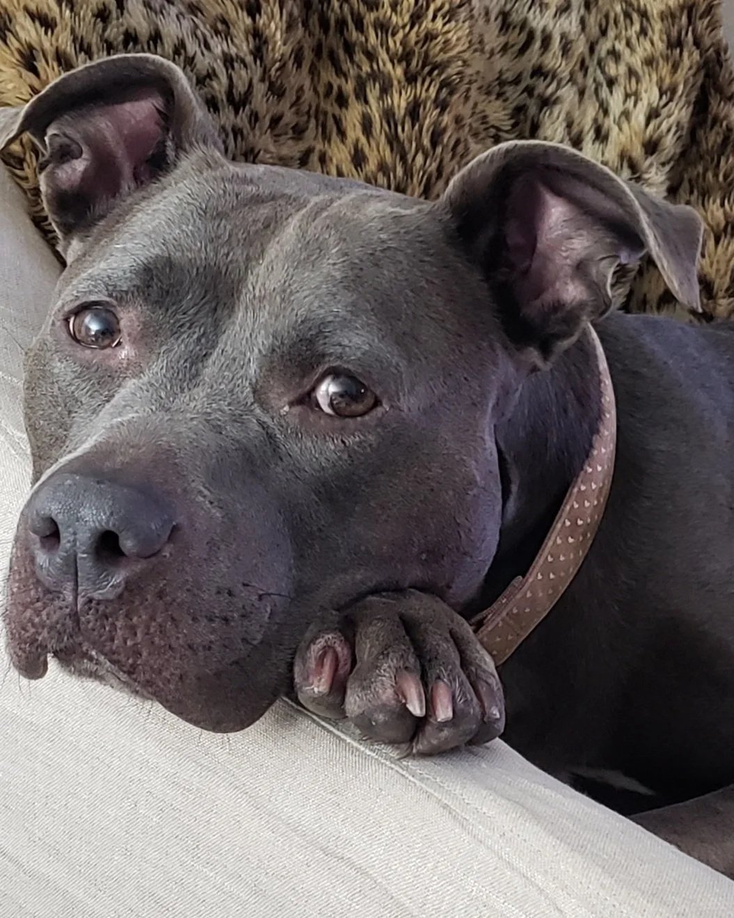 Tulip, Honeybee & Hive Counseling's resident support dog