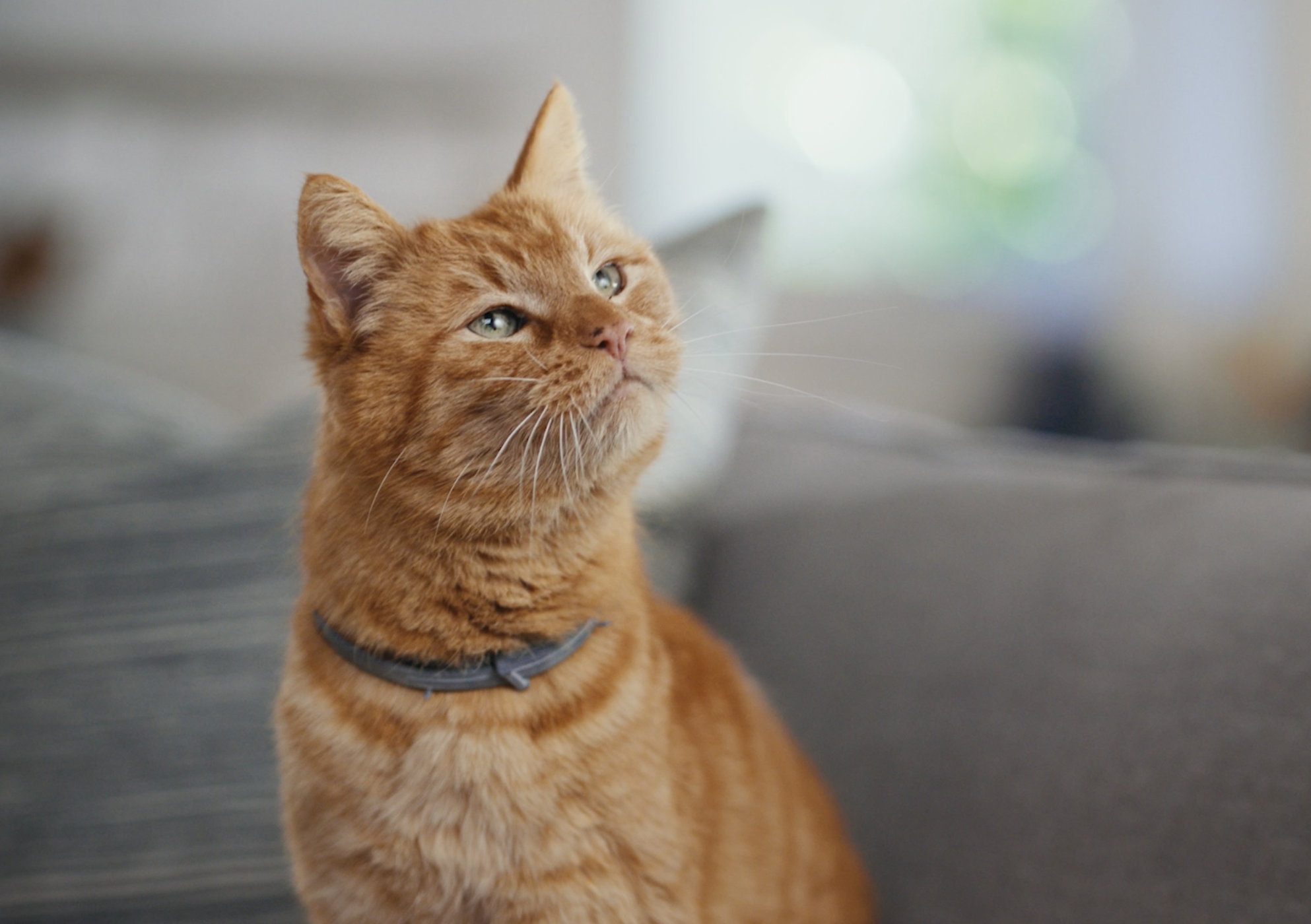 Screen Shot 2024-06-25 at 2.26.28 PM.png