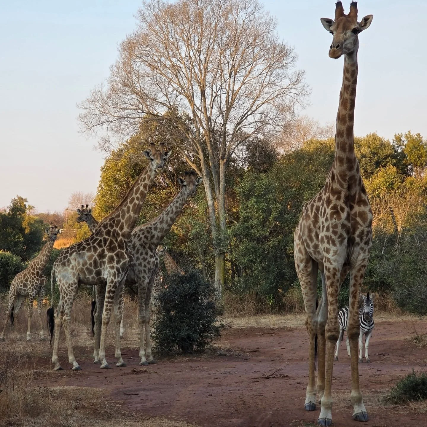 &quot;Spotted: Giraffe squad&rsquo;s perfect photo&hellip; expertly upstaged by one cheeky zebra. 🦒📸🦓 

#WildlifeJustice #PhotobombPro #GiraffeGoals #ZebraCameo #AfricanWildlife #SafariSurprise #NatureComedy #WildlifePhotography #BushveldBlooper #