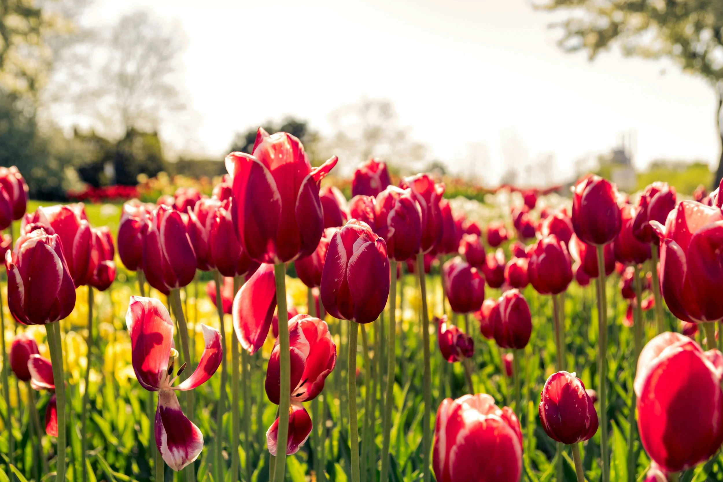 Spring is here: how to eat well this season